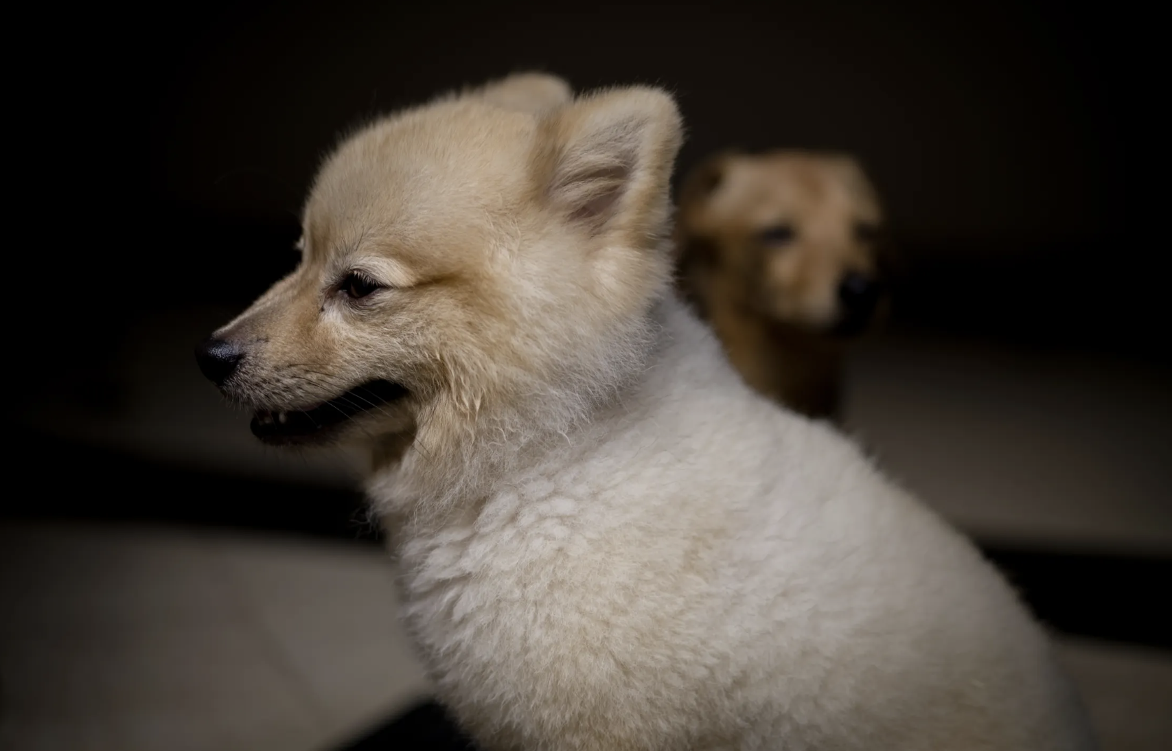 8 Growth Trends Shaping the Companion Animal Industry