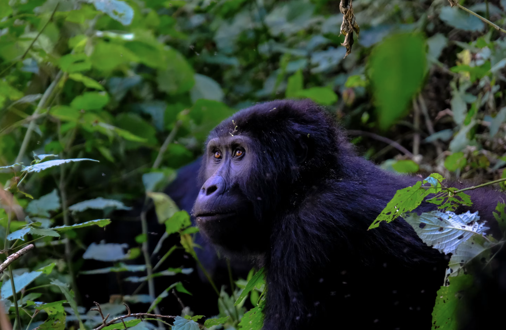 Uganda vs Rwanda: Gorilla Trekking, Chimpanzee Trekking, and Safari Guide