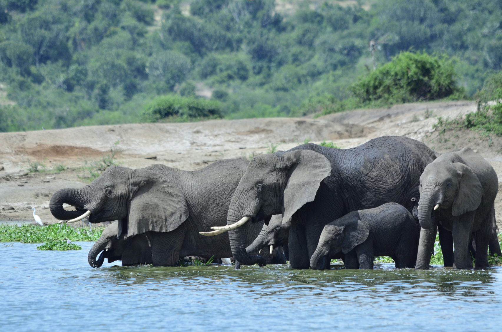 herd of elephants