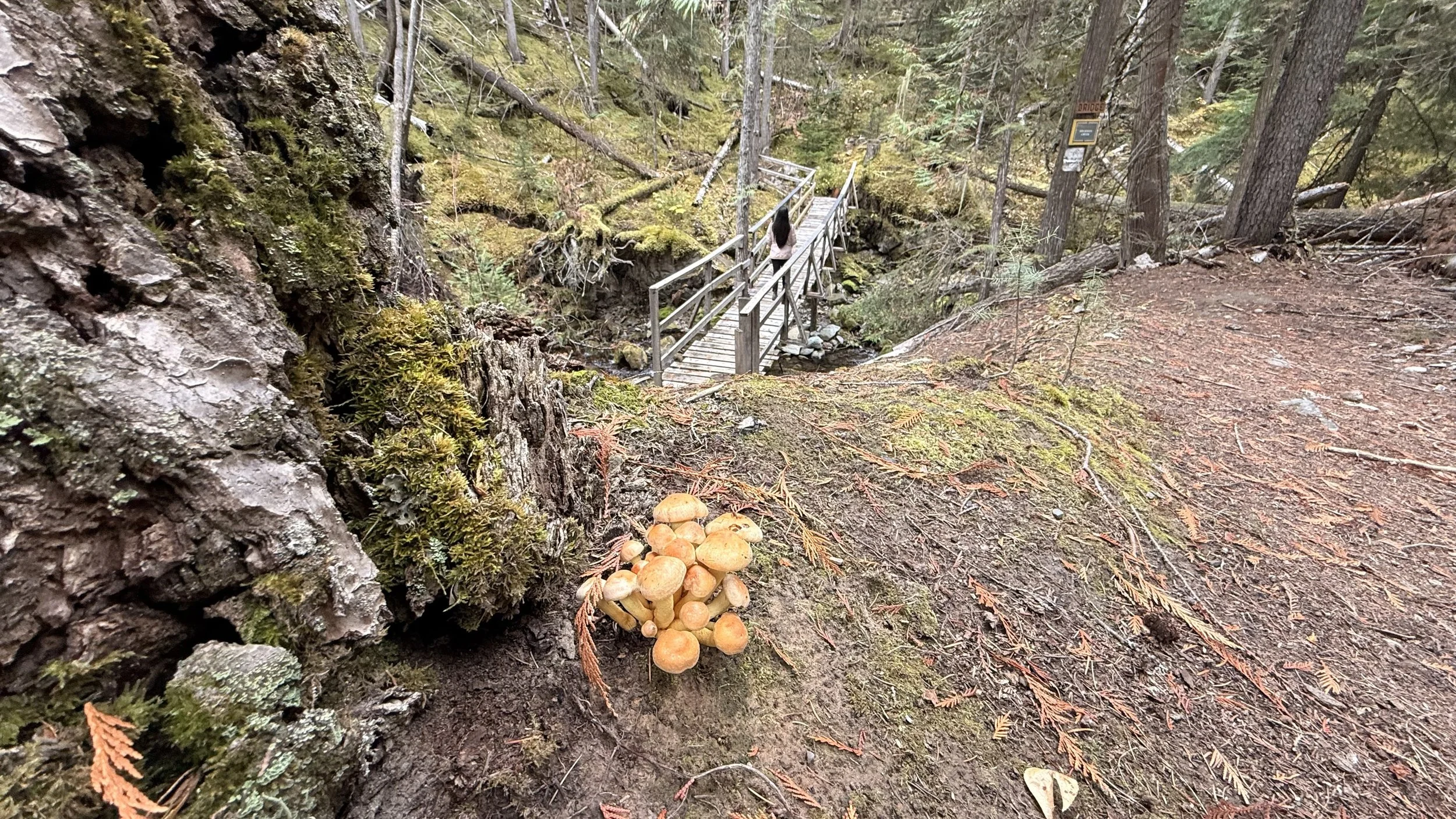 Gold Panner Campground
