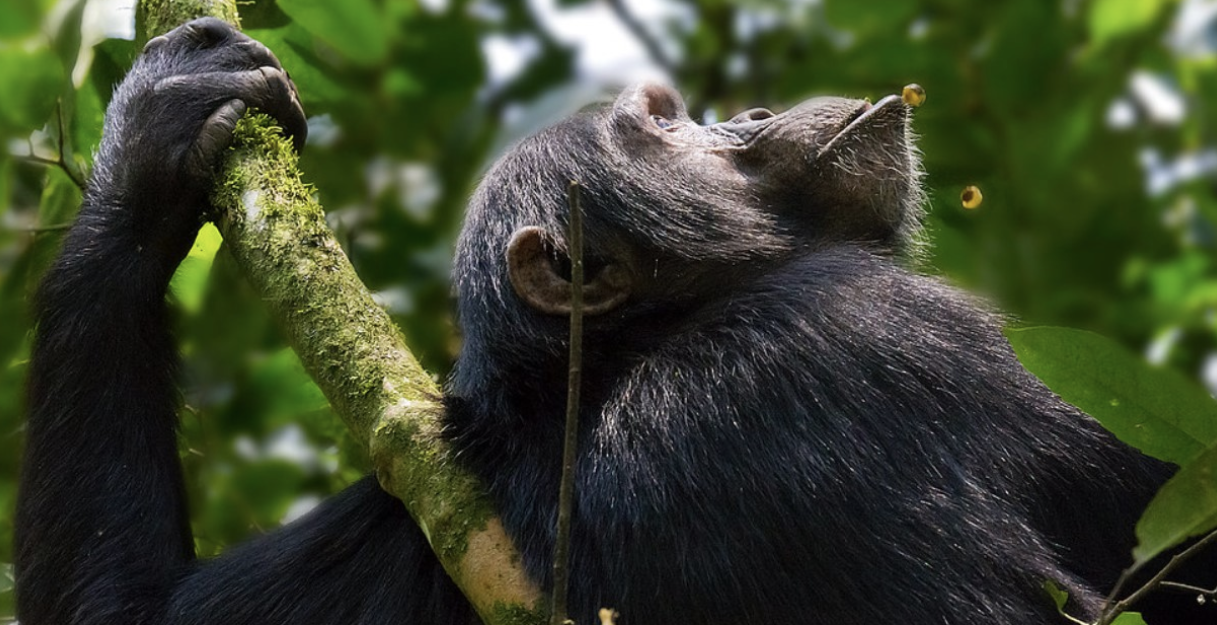 Rwanda Safari Packages