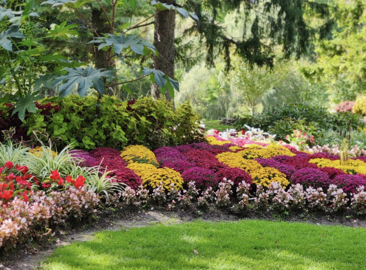 a colorful garden