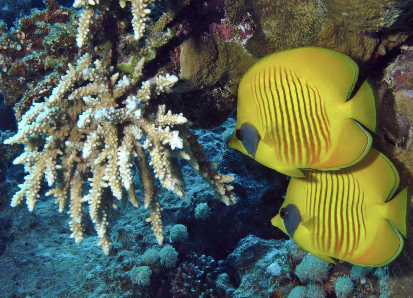marine life