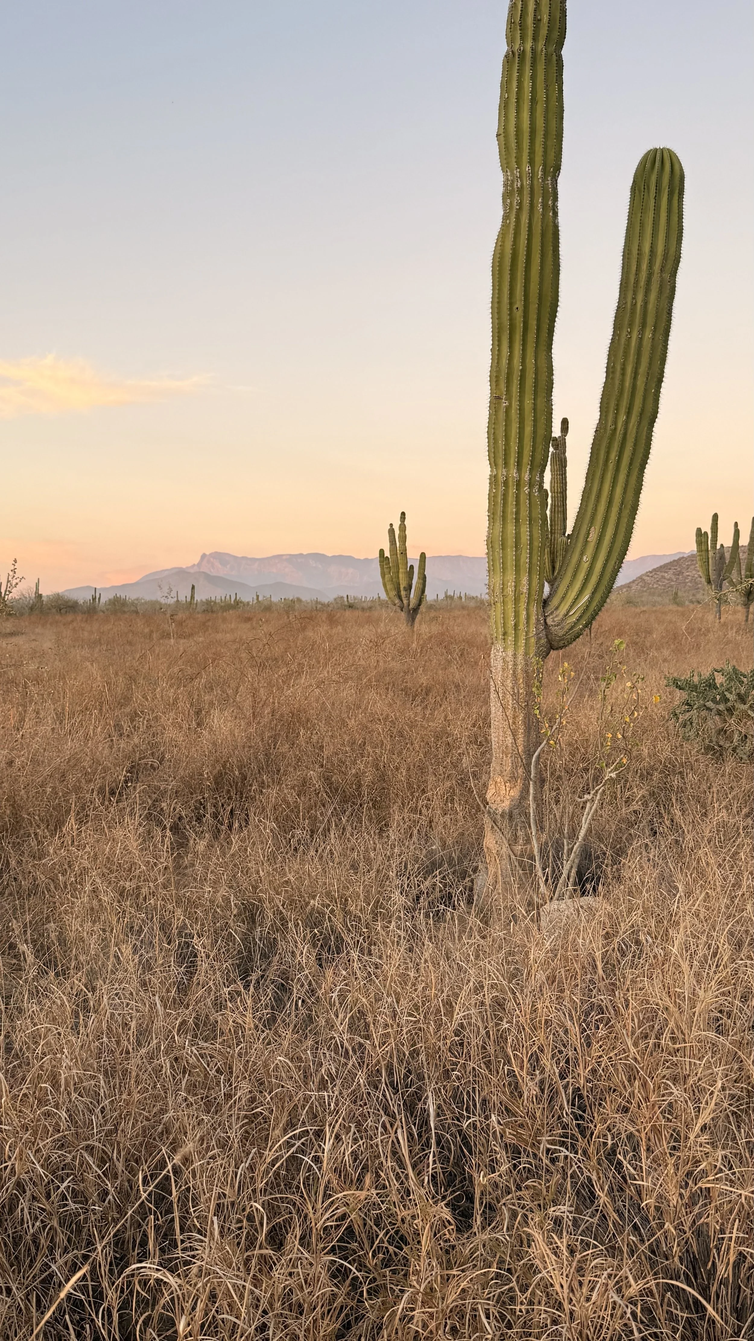 Cardon Cactus near Vista Sierra Laguna