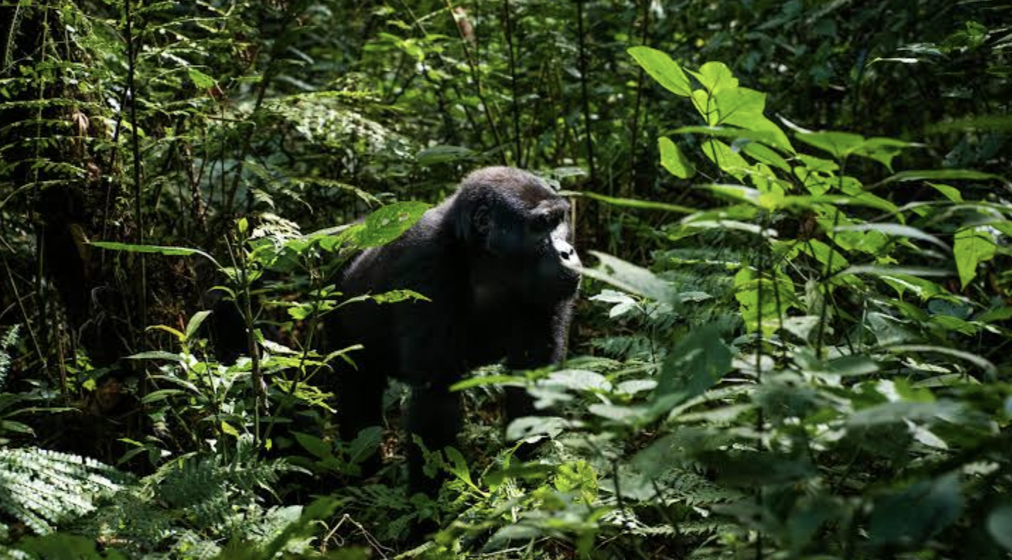 gorilla