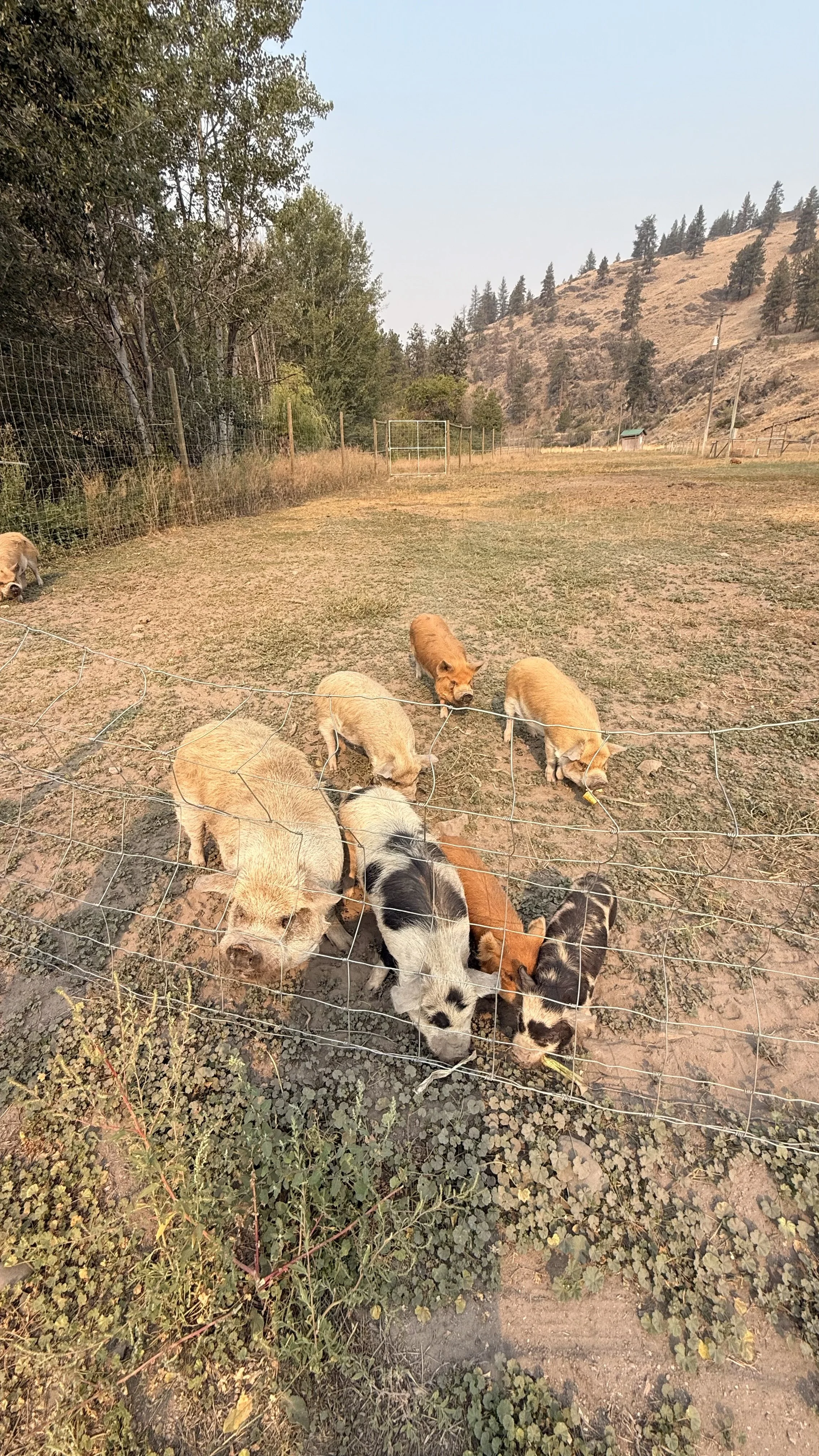 The farm animals at Grasslands Oasis