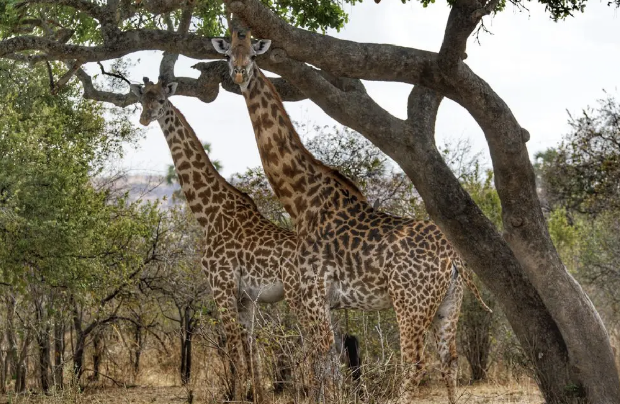 Giraffe on a safai in Tanzania