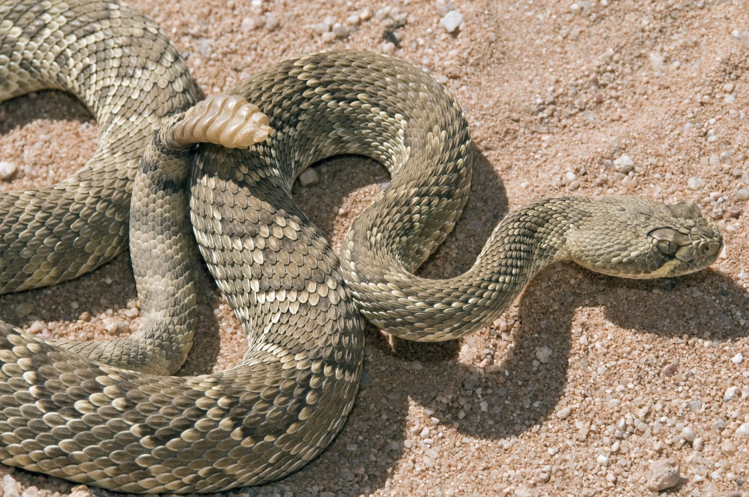 Snakes in Yosemite