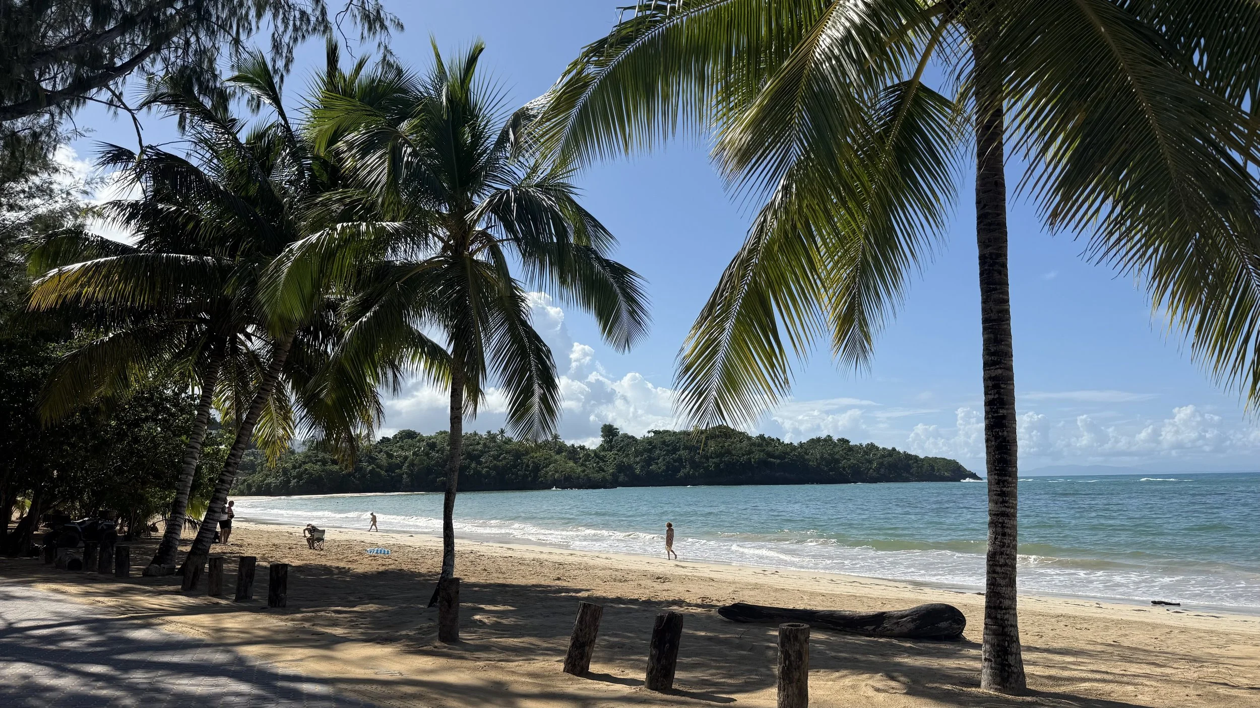 Coconut trees lining the beach in Las Terrenas