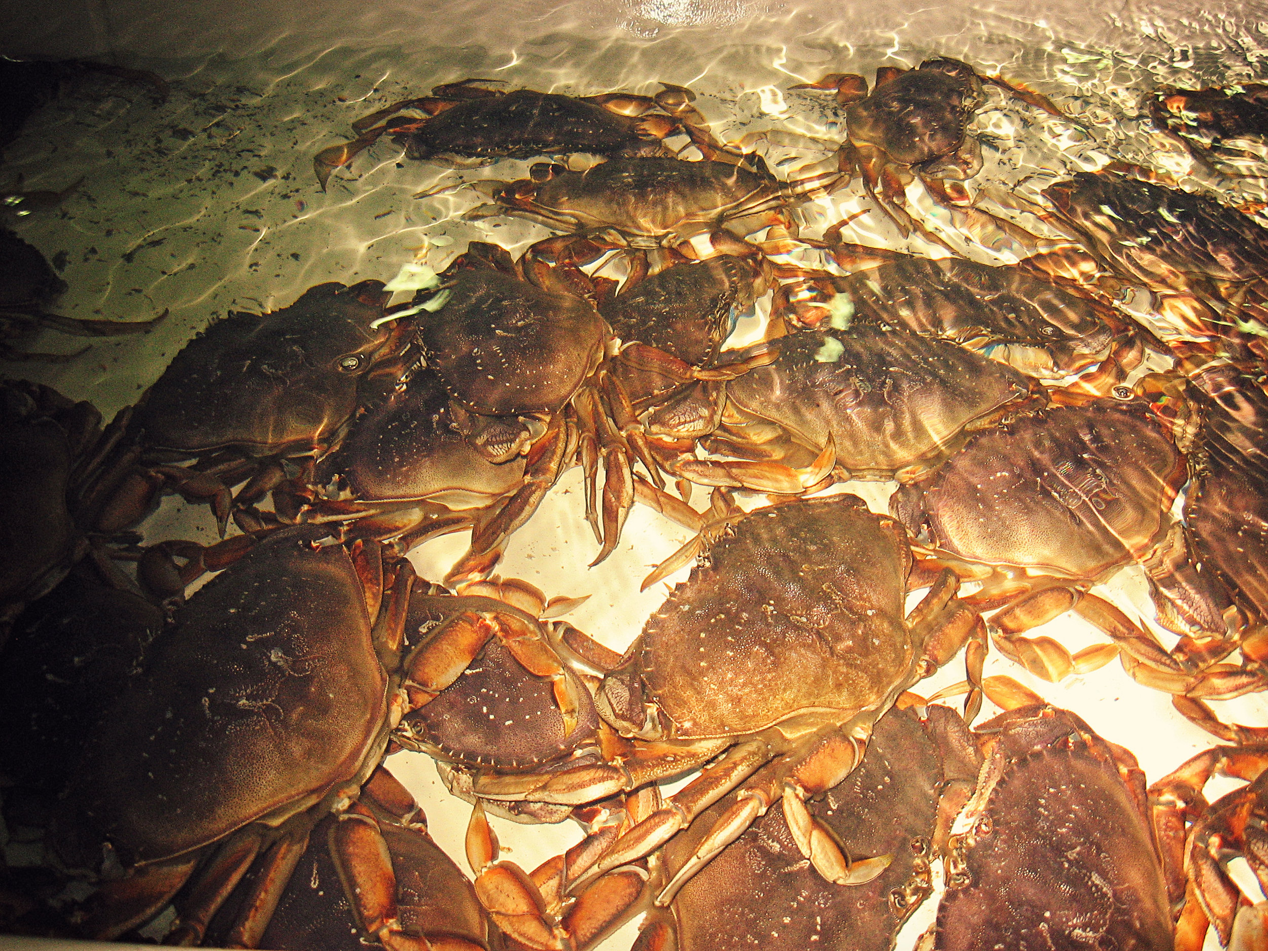 Dungeness Crab (Metacarcinus magister)