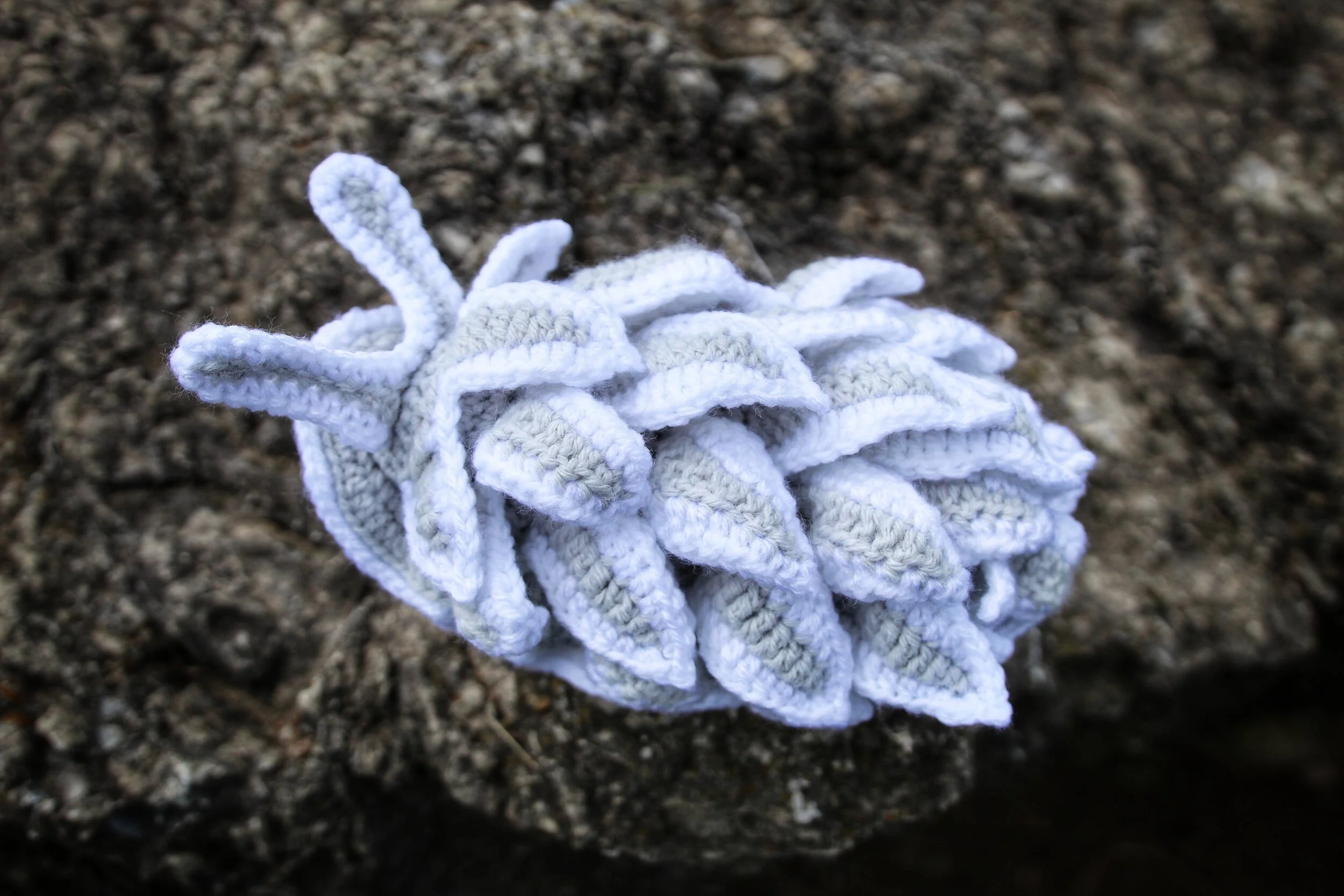 Style 2 Dirona Albolineata IMG_6683-01.jpeg