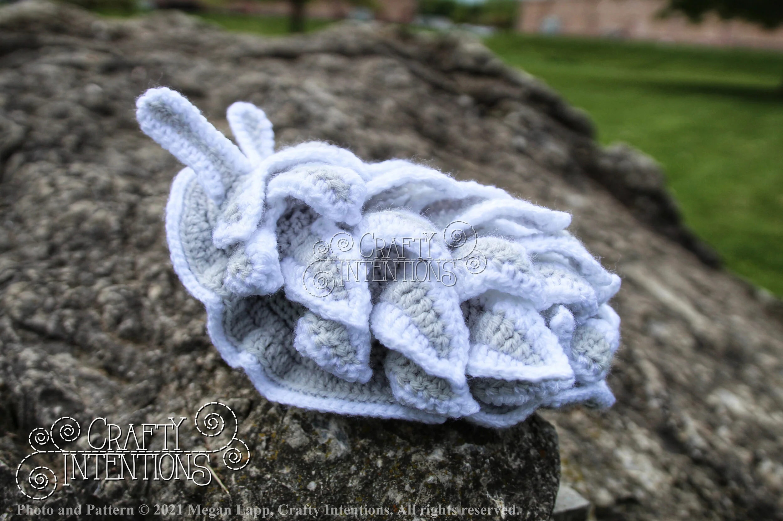 Style 2 Dirona Albolineata IMG_6704-01 with Logo and Copyright.jpg