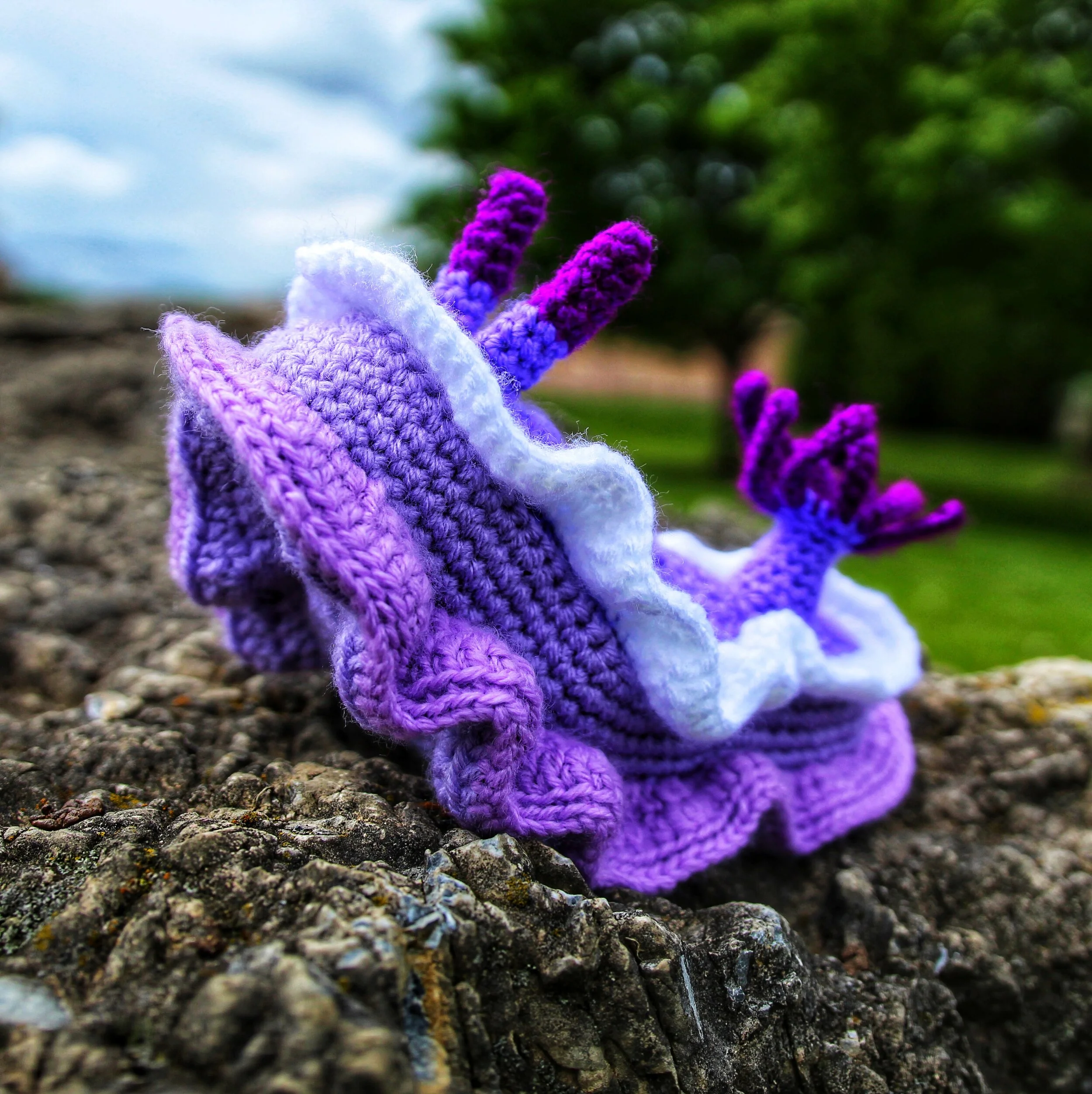 Style 2 Hypselodoris Bullocki IMG_6591-01.jpeg