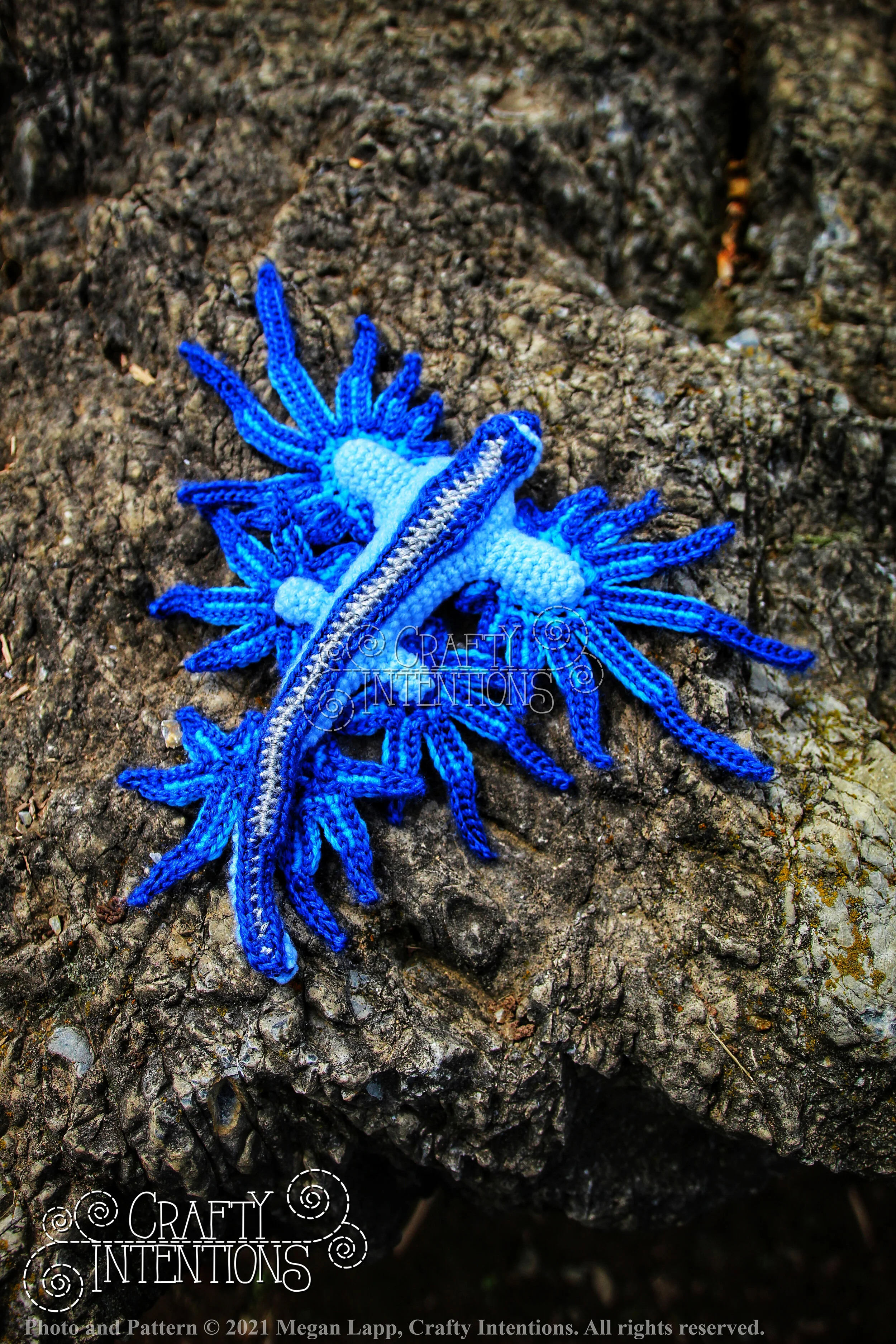 Style 4 Glaucus Atlanticus IMG_6710-01 with Logo and Copyright.jpg