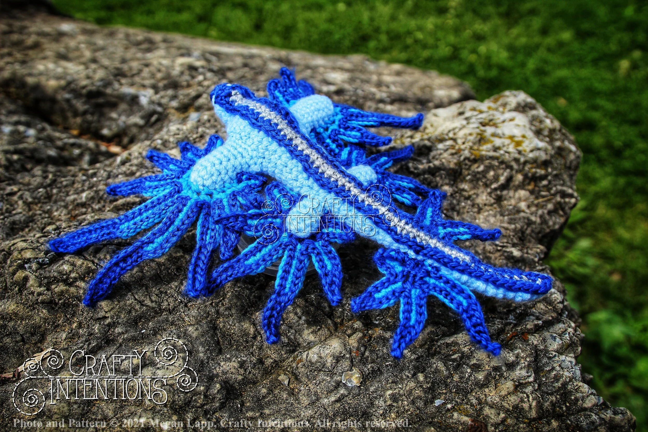 Style 4 Glaucus Atlanticus IMG_6826-02 with Logo and Copyright.jpg