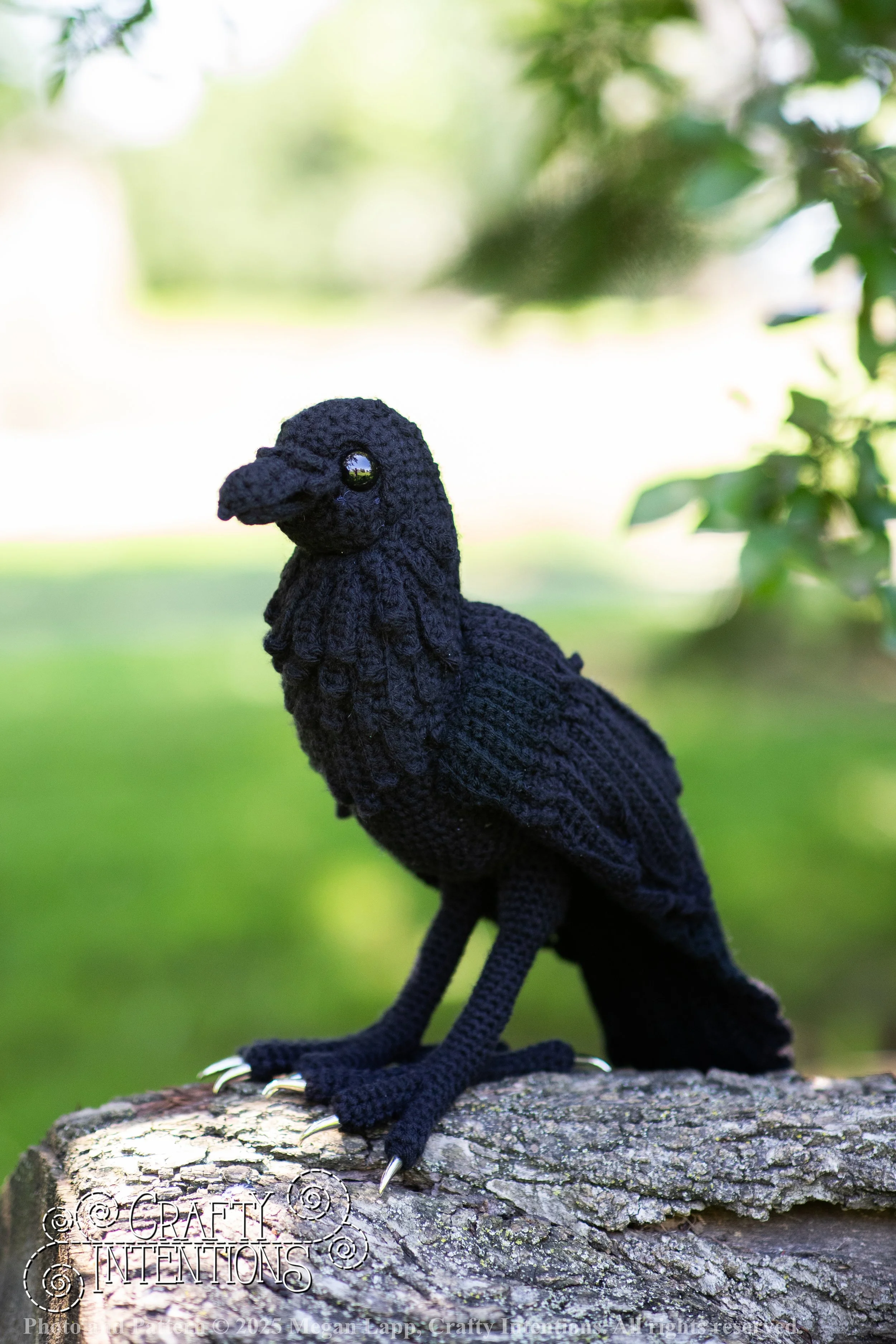 IMG_4090edited standing raven1 wlac.jpg