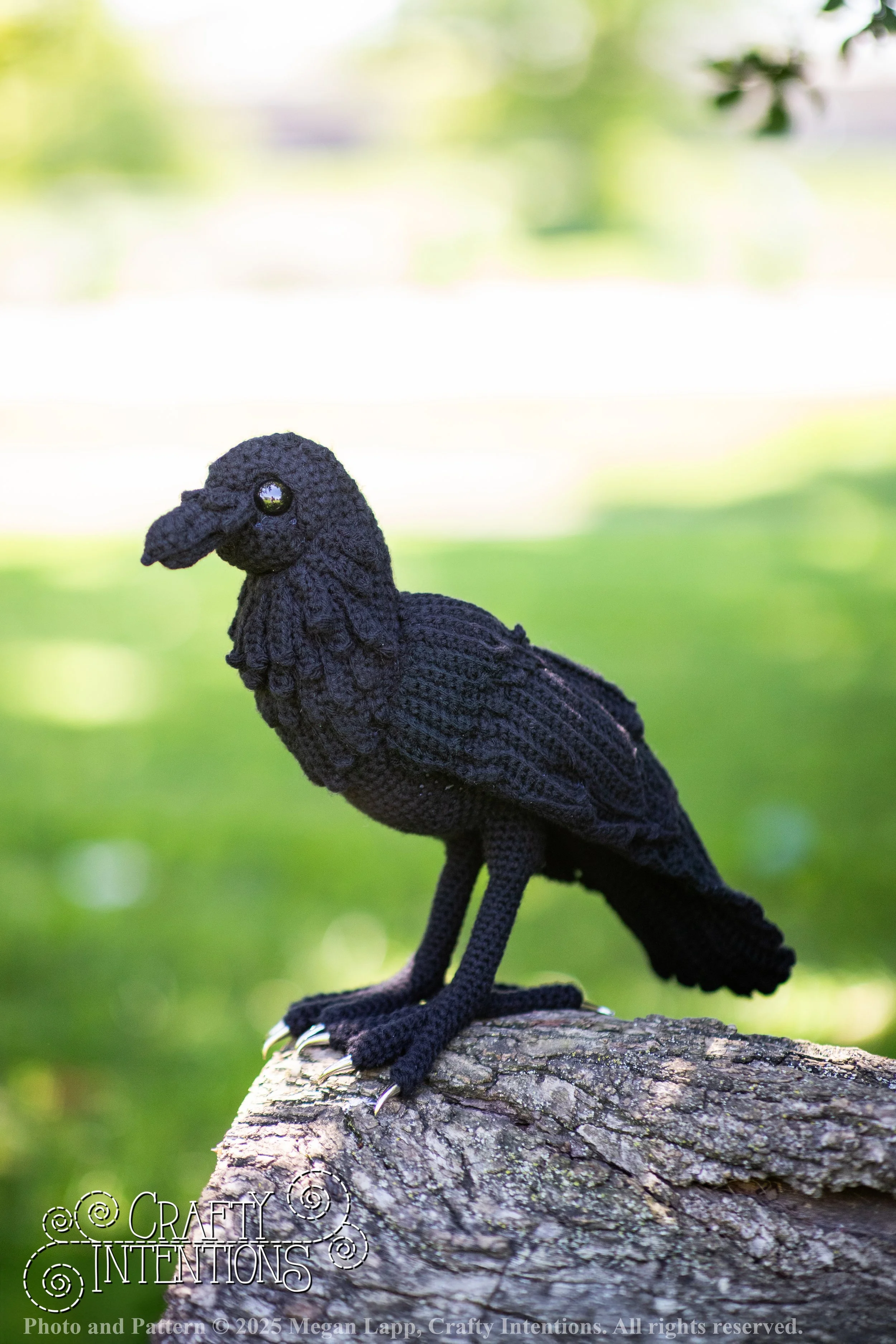 IMG_4106edited standing raven1 wlac.jpg