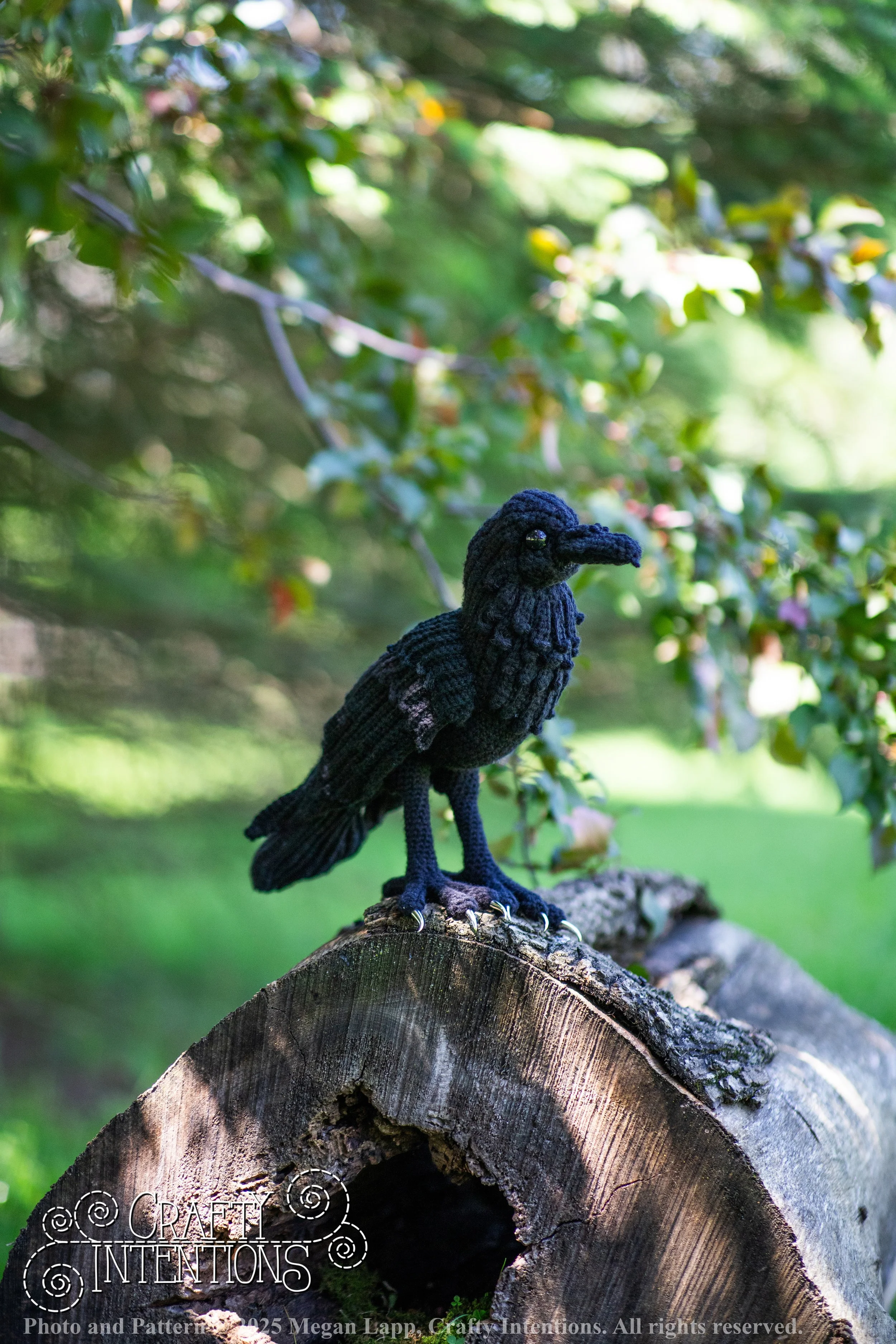 IMG_4129edited standing raven1 wlac.jpg
