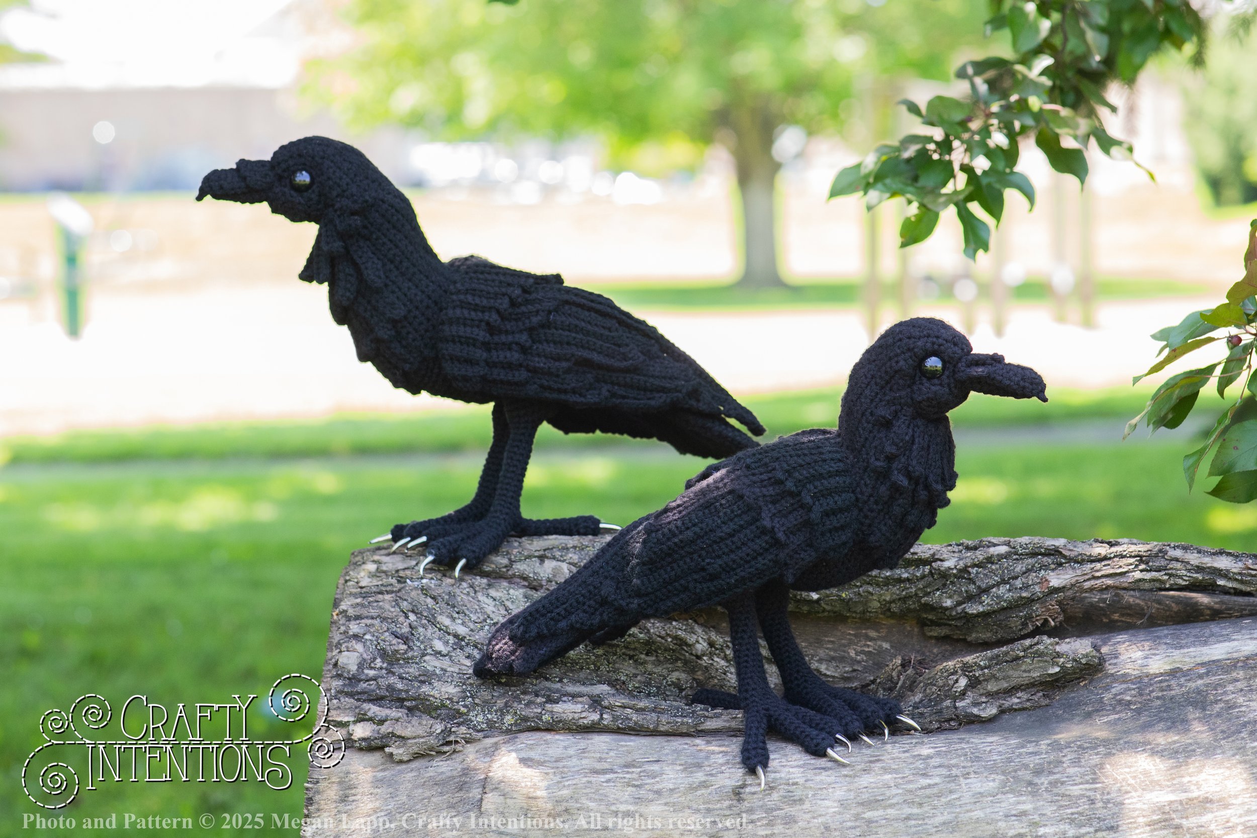 IMG_4209edited standing raven wlac.jpg