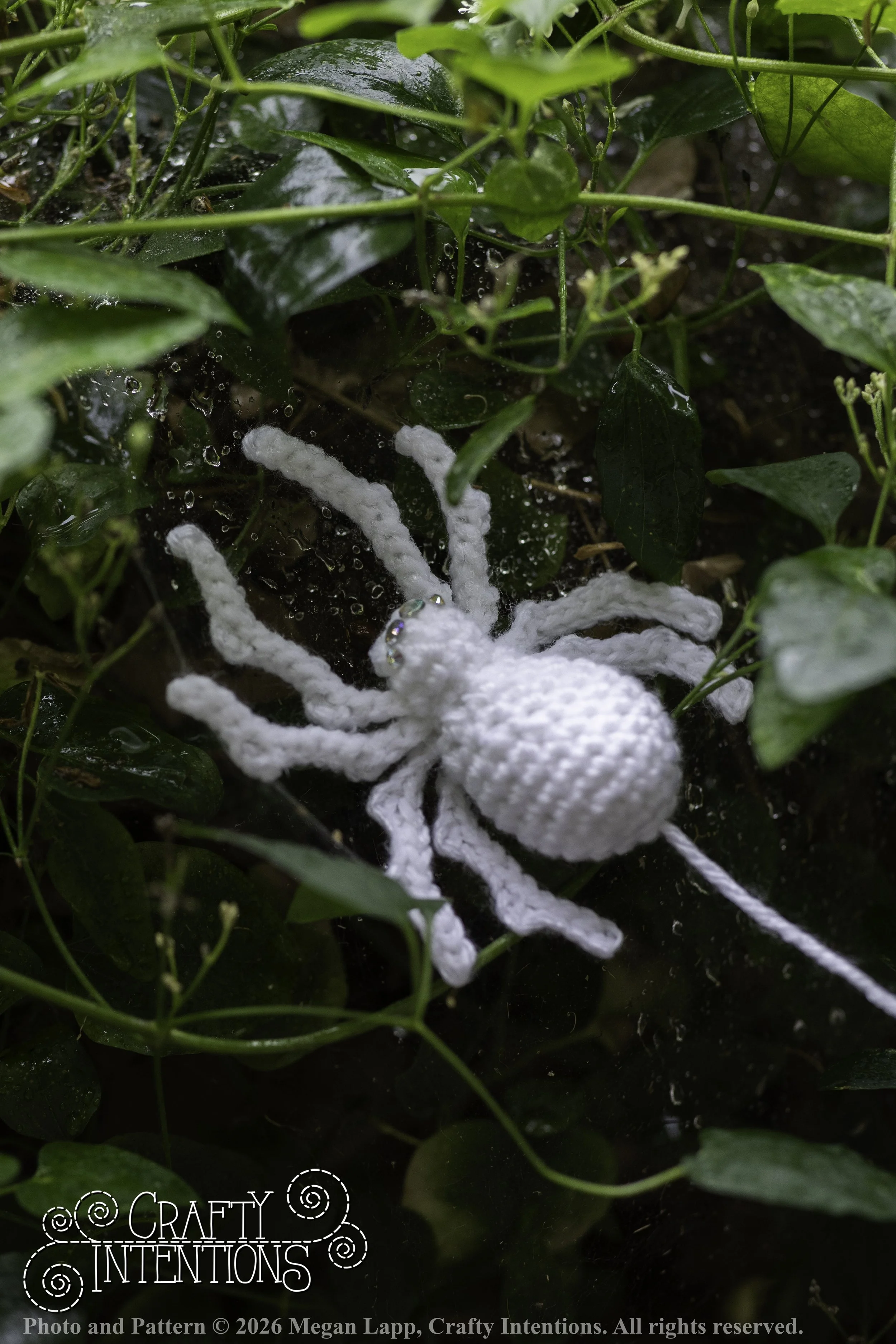 8L2A3695Edited trio spider bug bee wlac.jpg