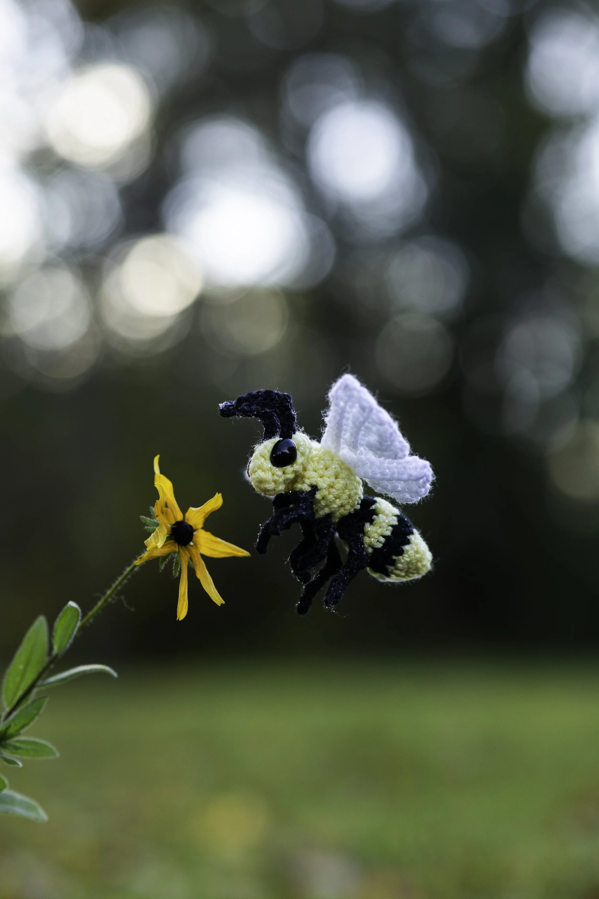 8L2A4245Edited trio spider bug bee.jpg