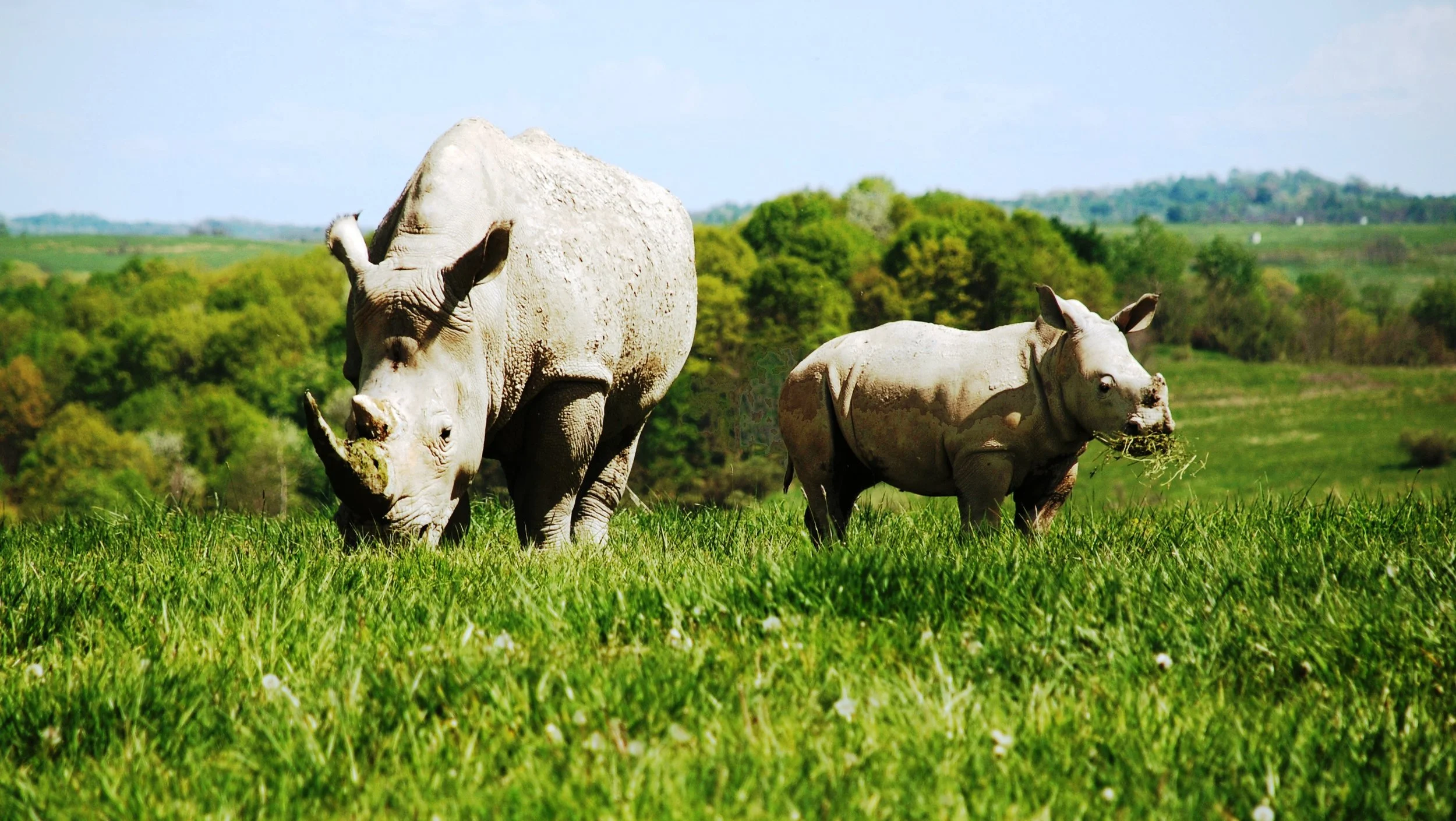 White Rhino A.jpg