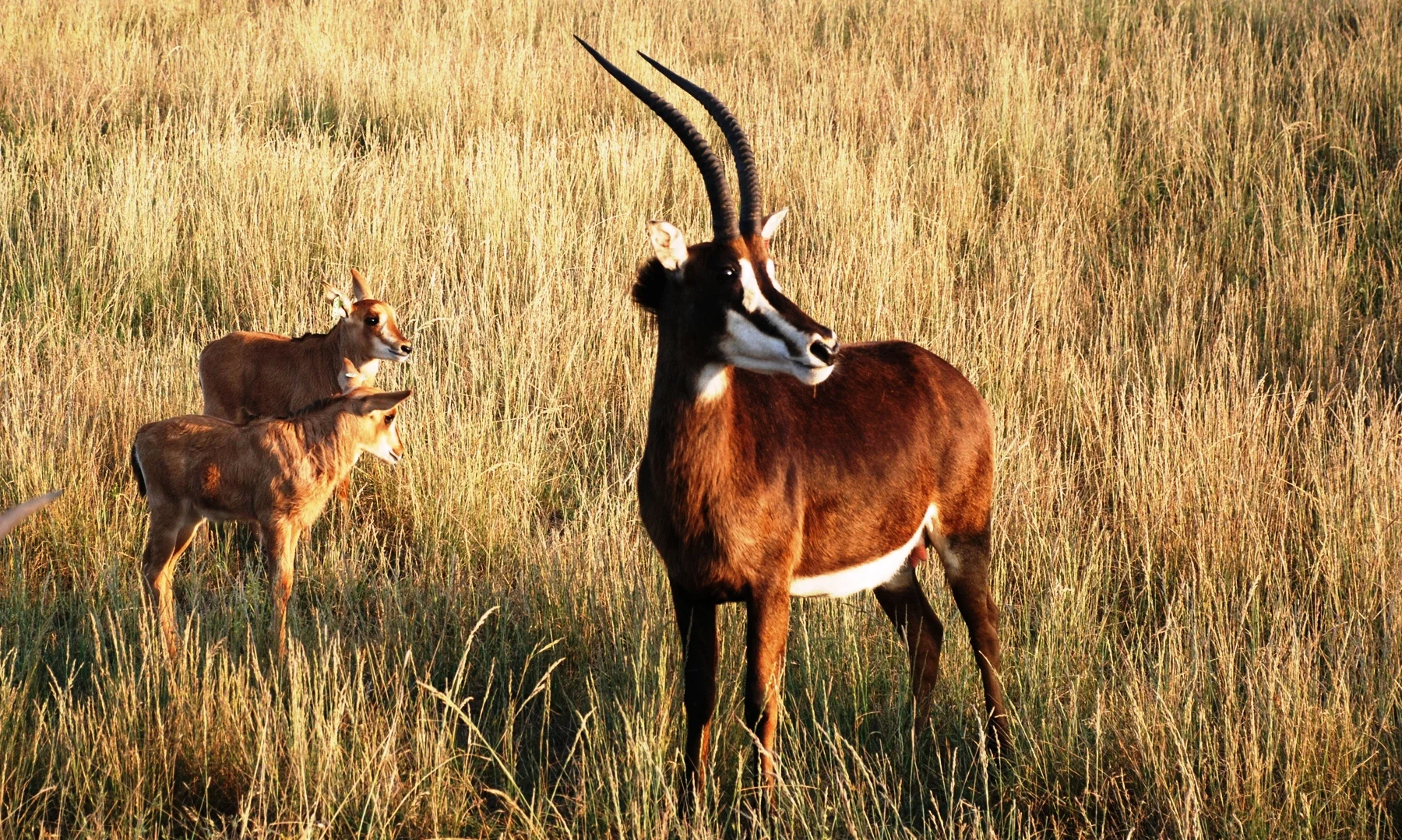 Sable Antelope A.jpg