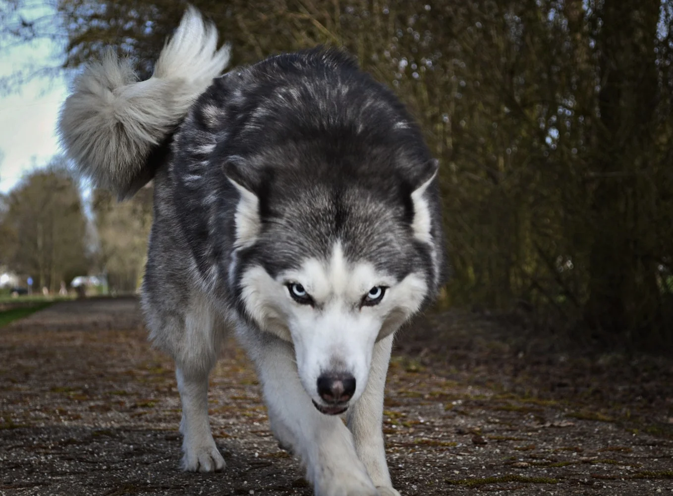 Two Wolves Battling Within You