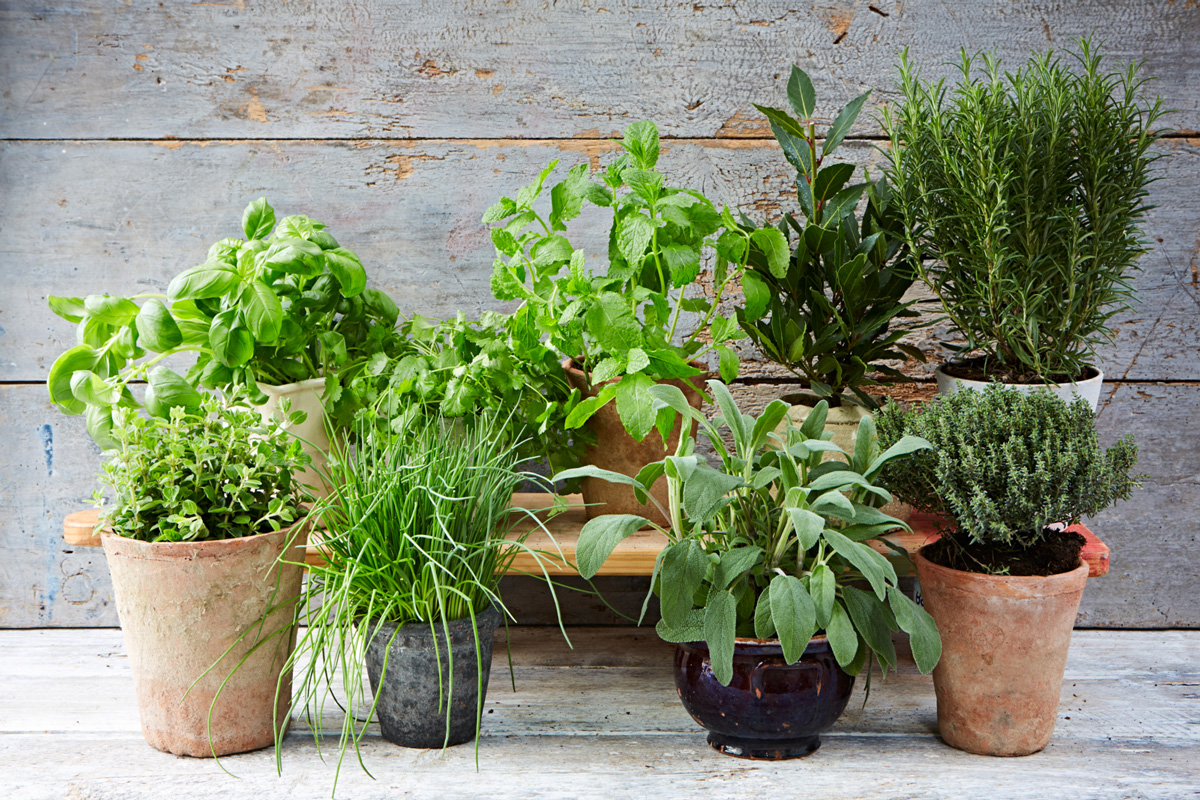herbs.jpg