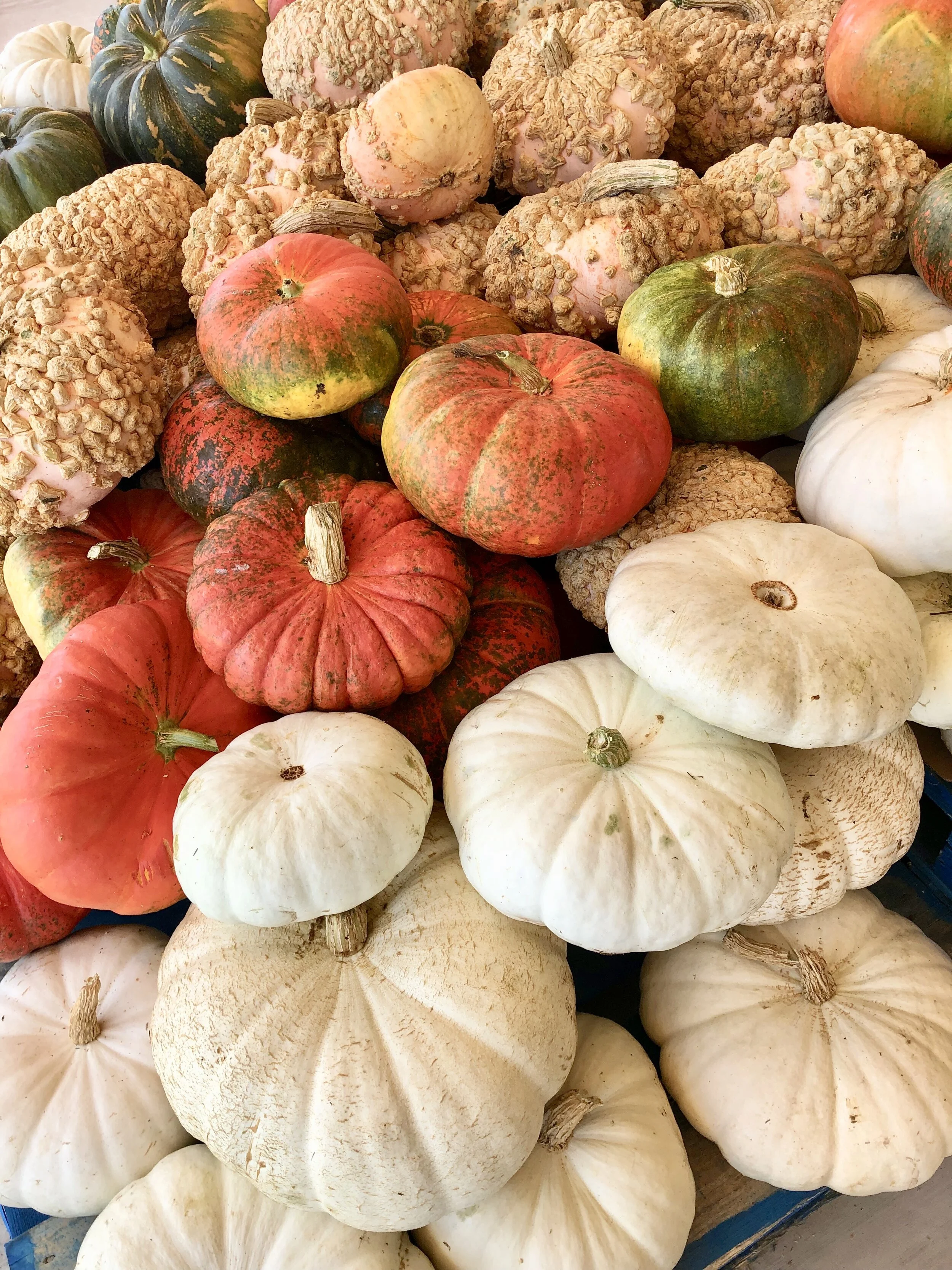 We find that some of the best pumpkins with the most variety can be found at your local nursery, ours is Calloway’s , Trader Joe’s , and Market Street !