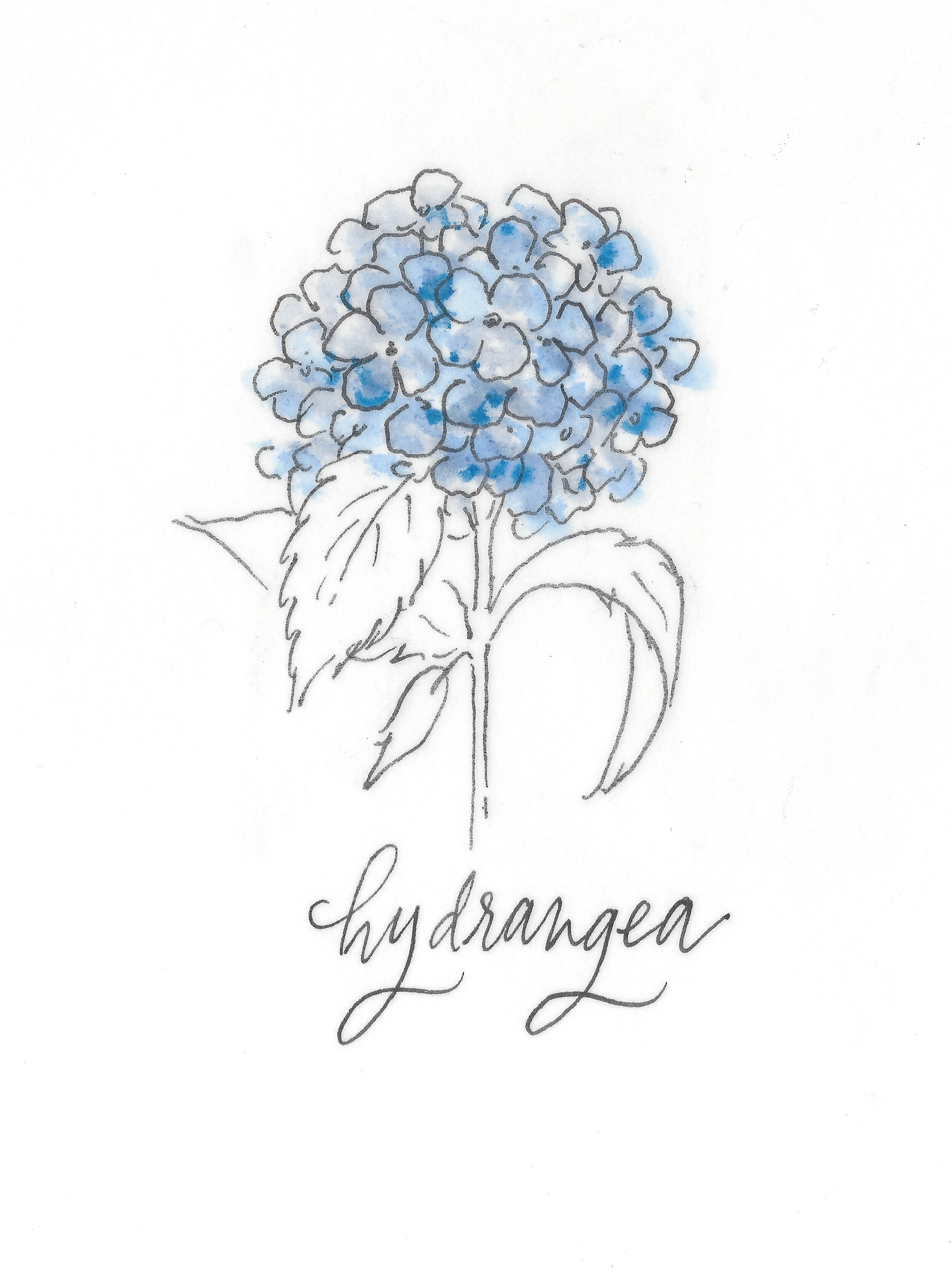 hydrangea.jpeg