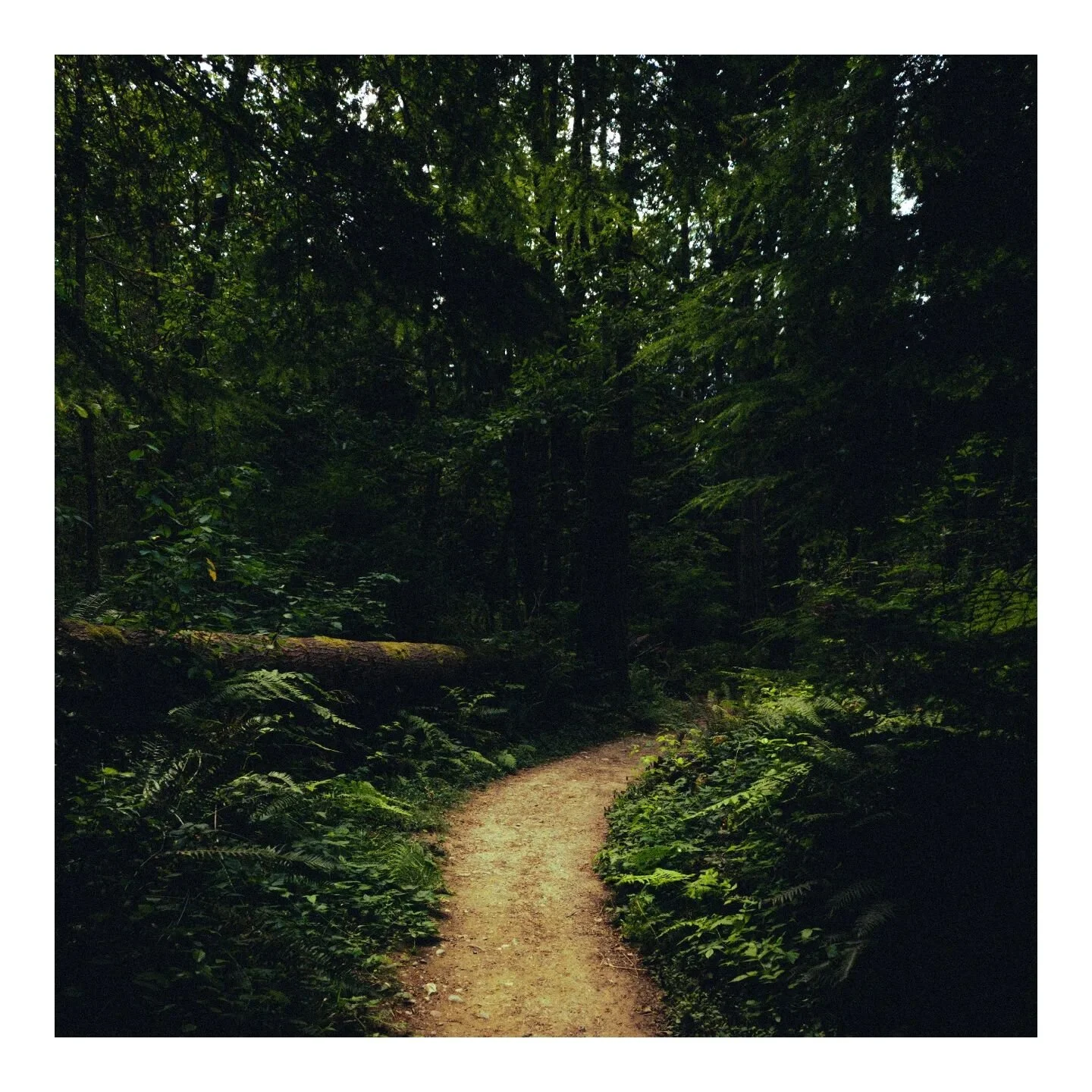 Follow me and you'll be In a world of pure imagination...
.
.
.
#forrest #seattle #washington #naturephotography #filmphotography #analogphotography