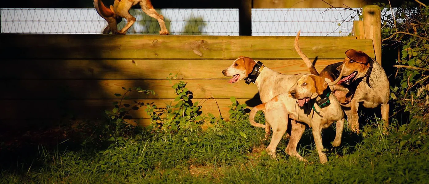 The Hounds Foundation Hound Hunting Preservation And Land Conservation the hounds foundation hound hunting preservation and land conservation