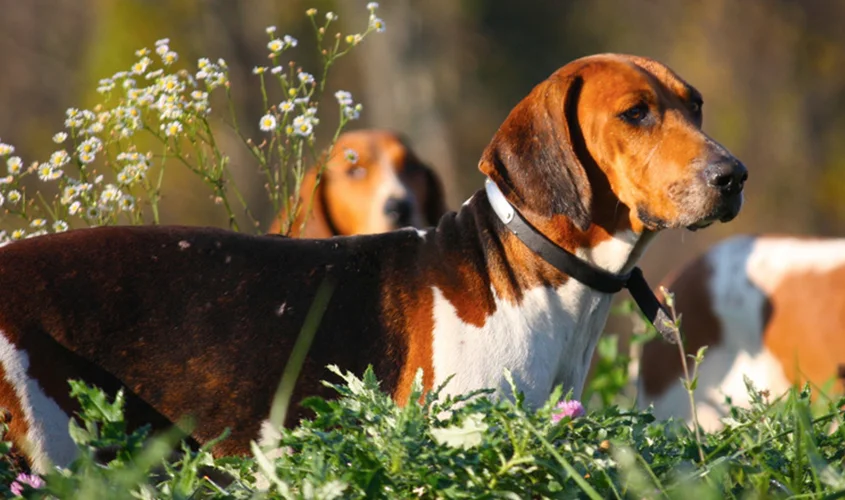 Hunting hounds standing in the grass during a fox hunt