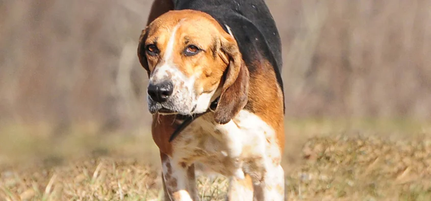 Hunting hound during a foxhunt in PA