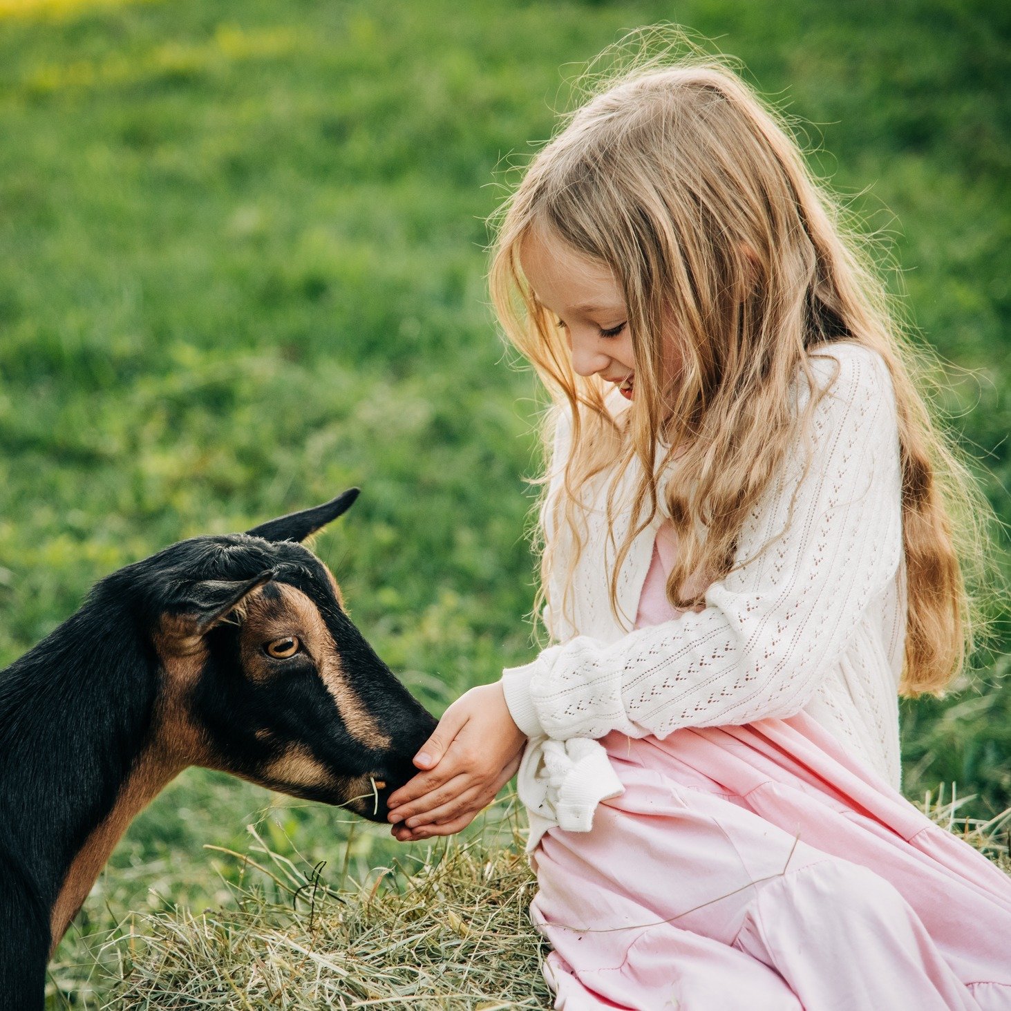 Kids portraits at @littlefieldfarmhadley  are always fun and adorable 🐐