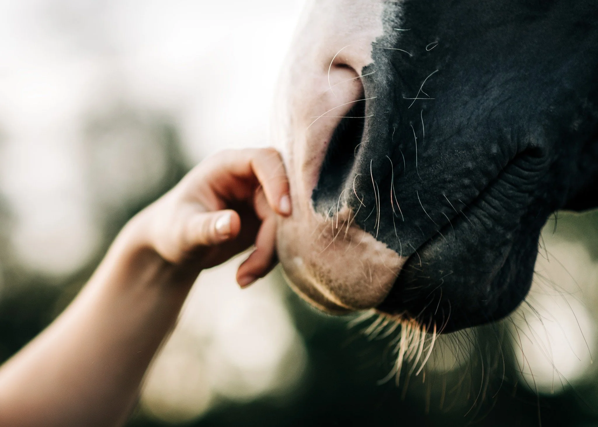 Sneak peek of another beautiful HS senior session at @amethyst_farm_equestrian