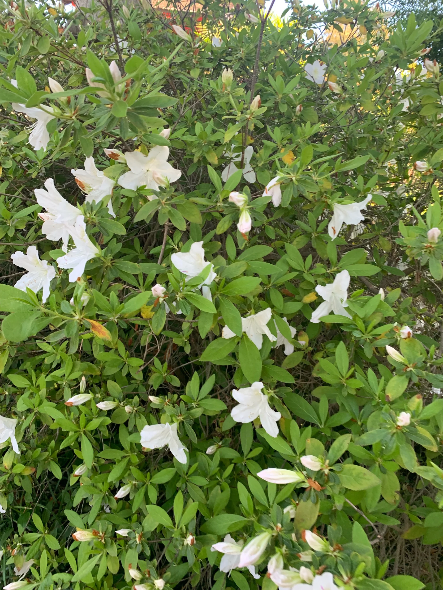 IMG_2637.jpeg