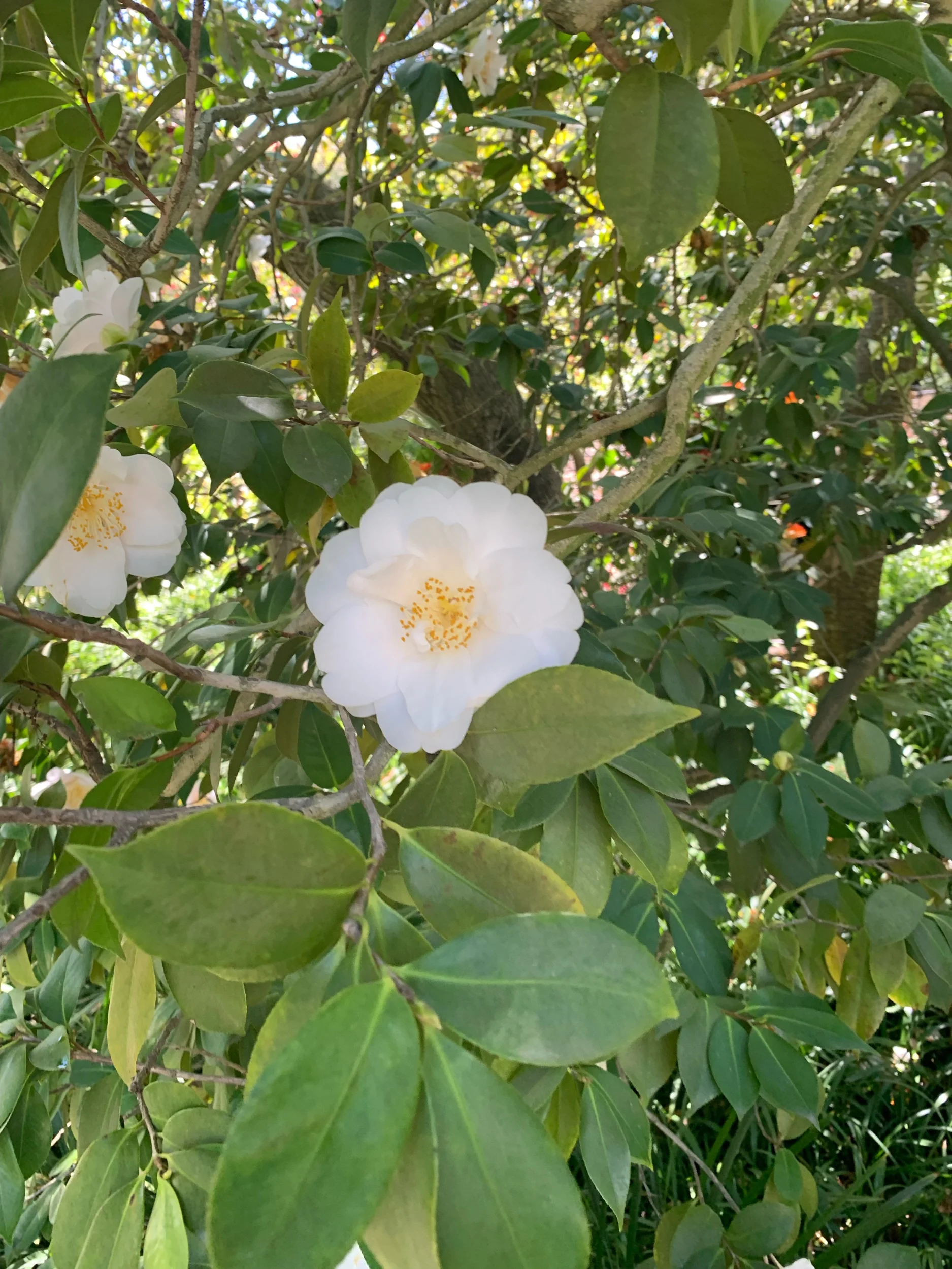 IMG_2629.jpeg