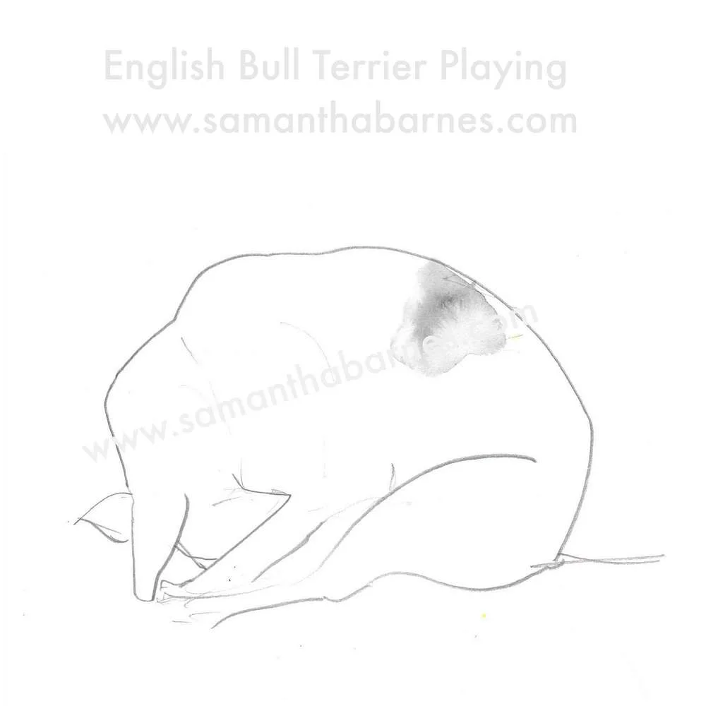 English+Bull+Terrier+Playing+Sample.jpg