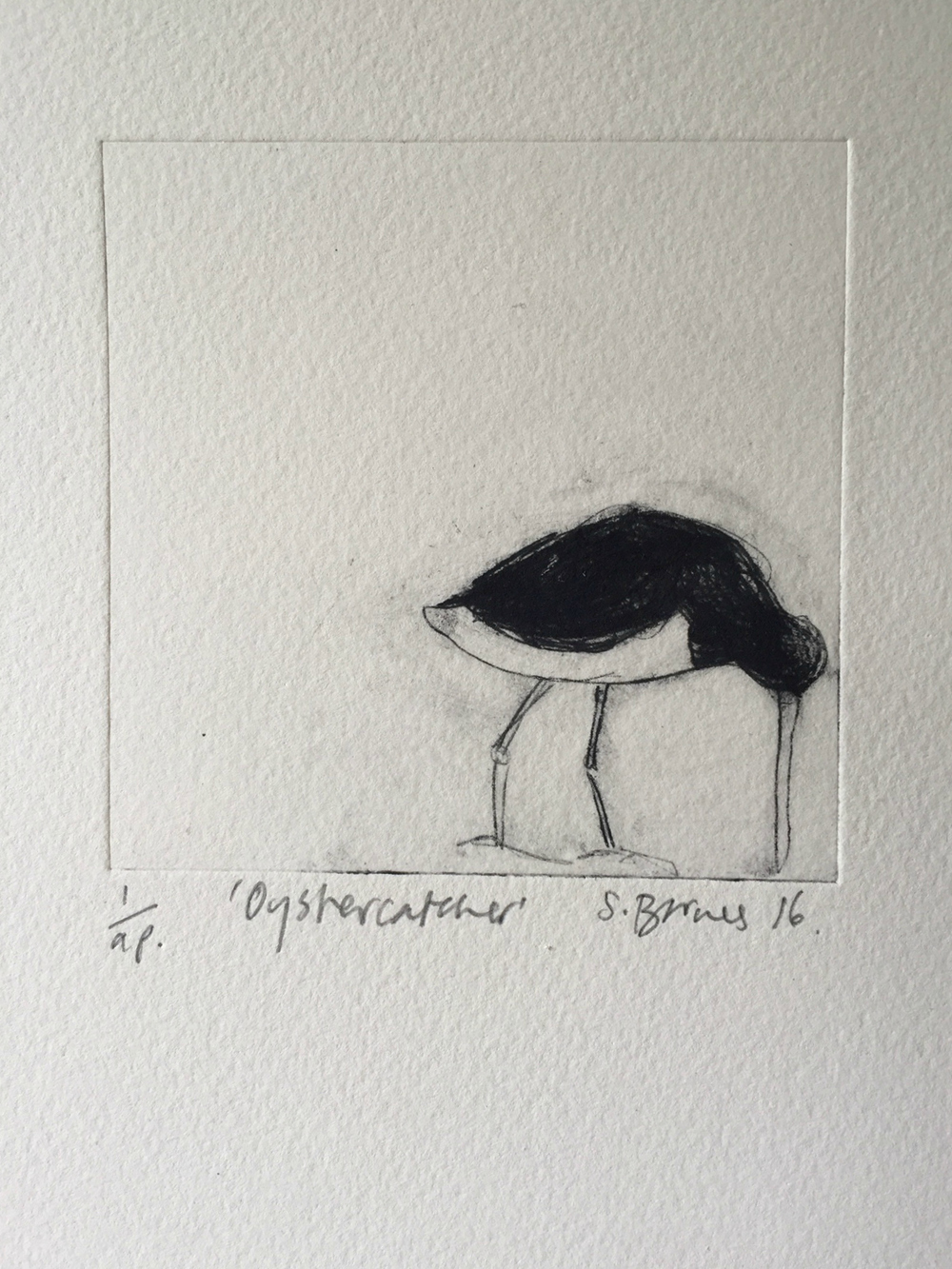 Oystercatcher+close+up.jpg,