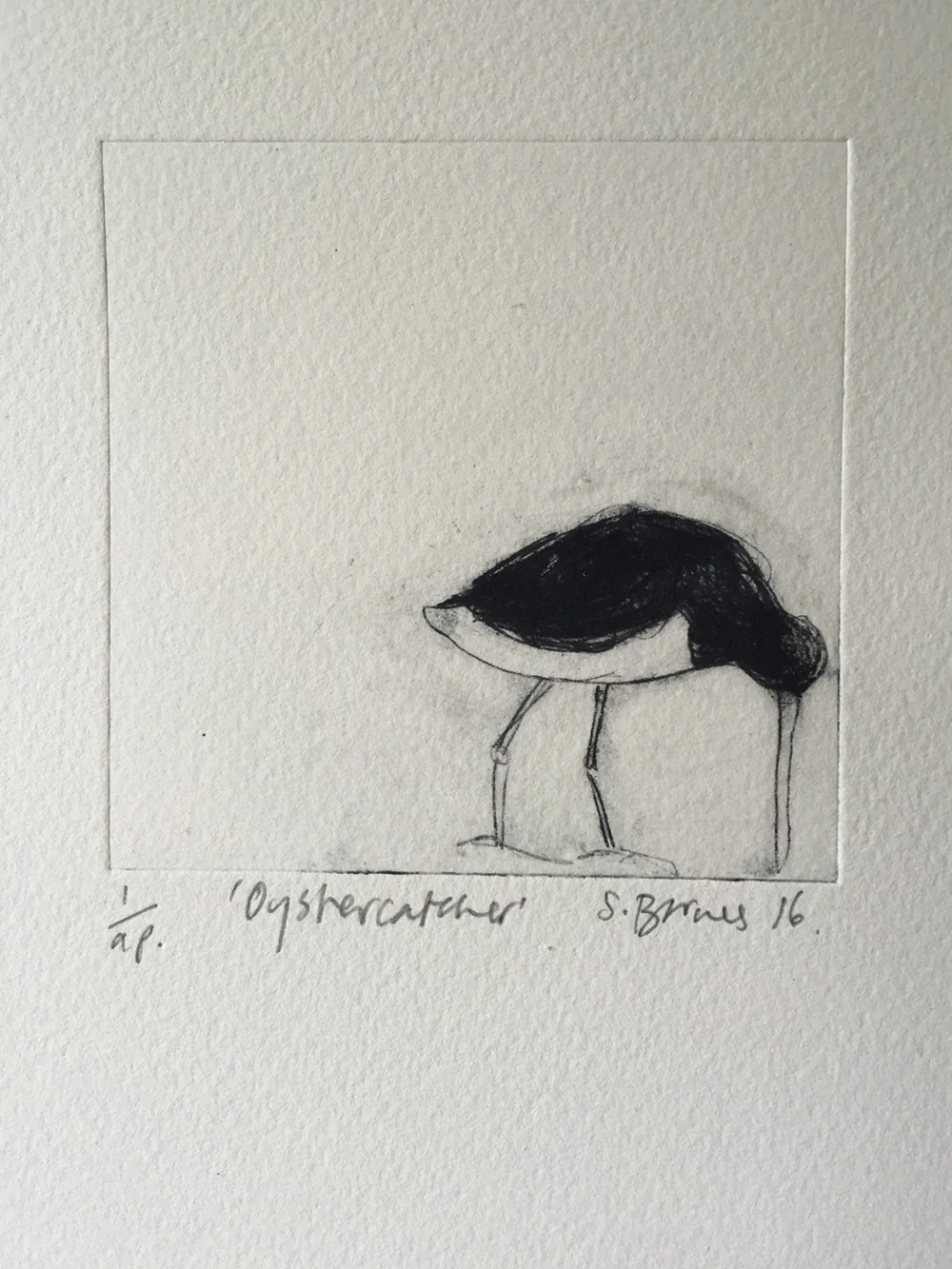 Oystercatcher+close+up.jpg,