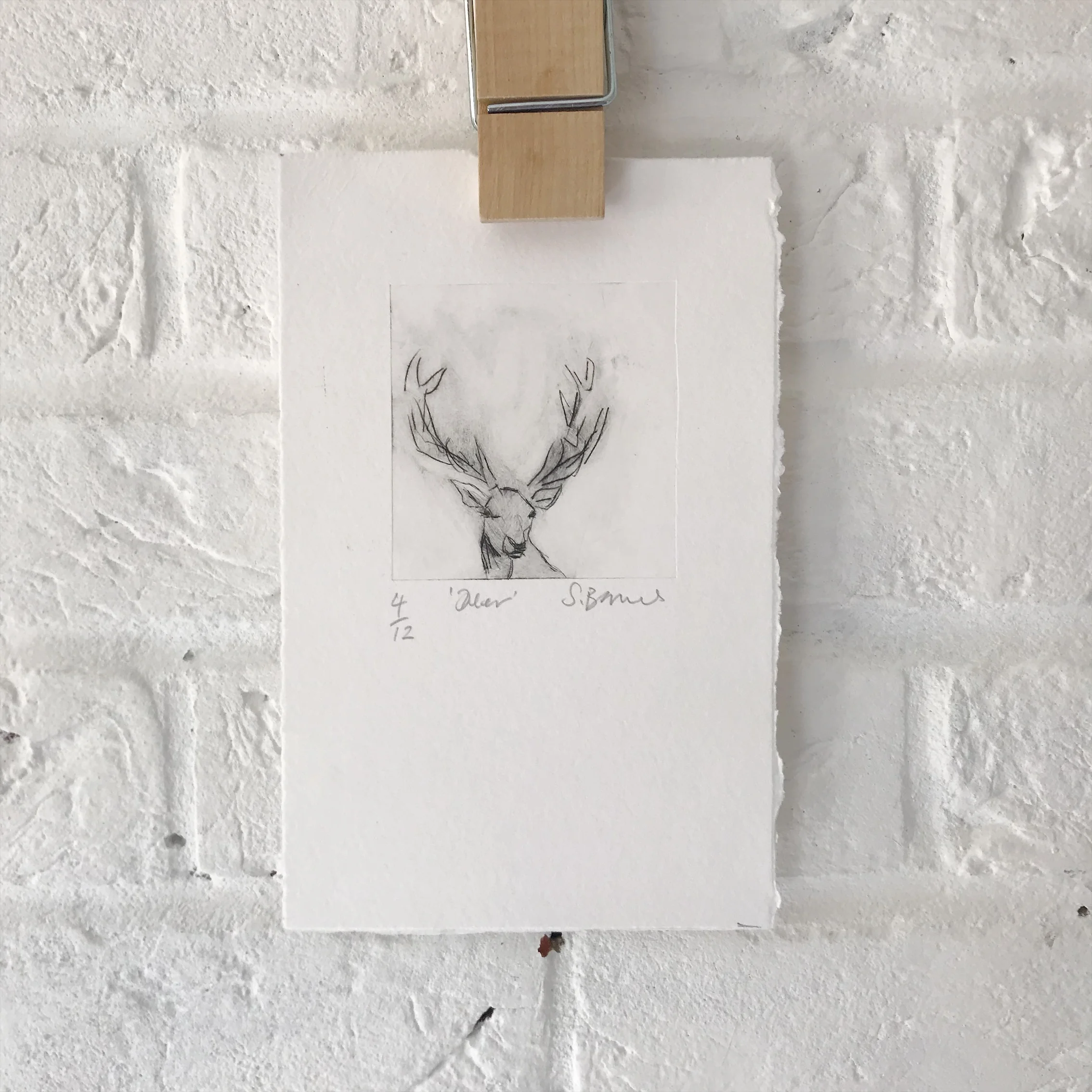'Deer'  Drypoint Print, Hand Printed Edition of only 12.