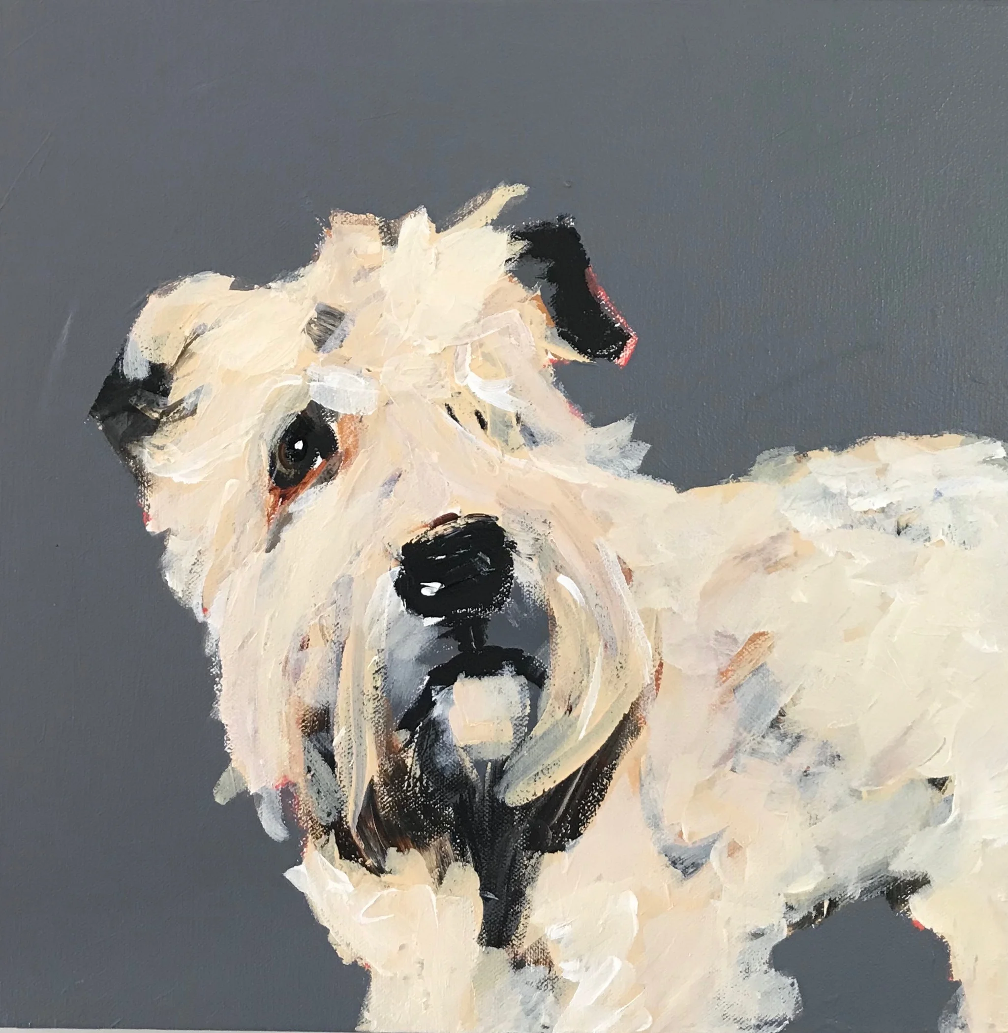 Lottie Soft Wheaten.jpg
