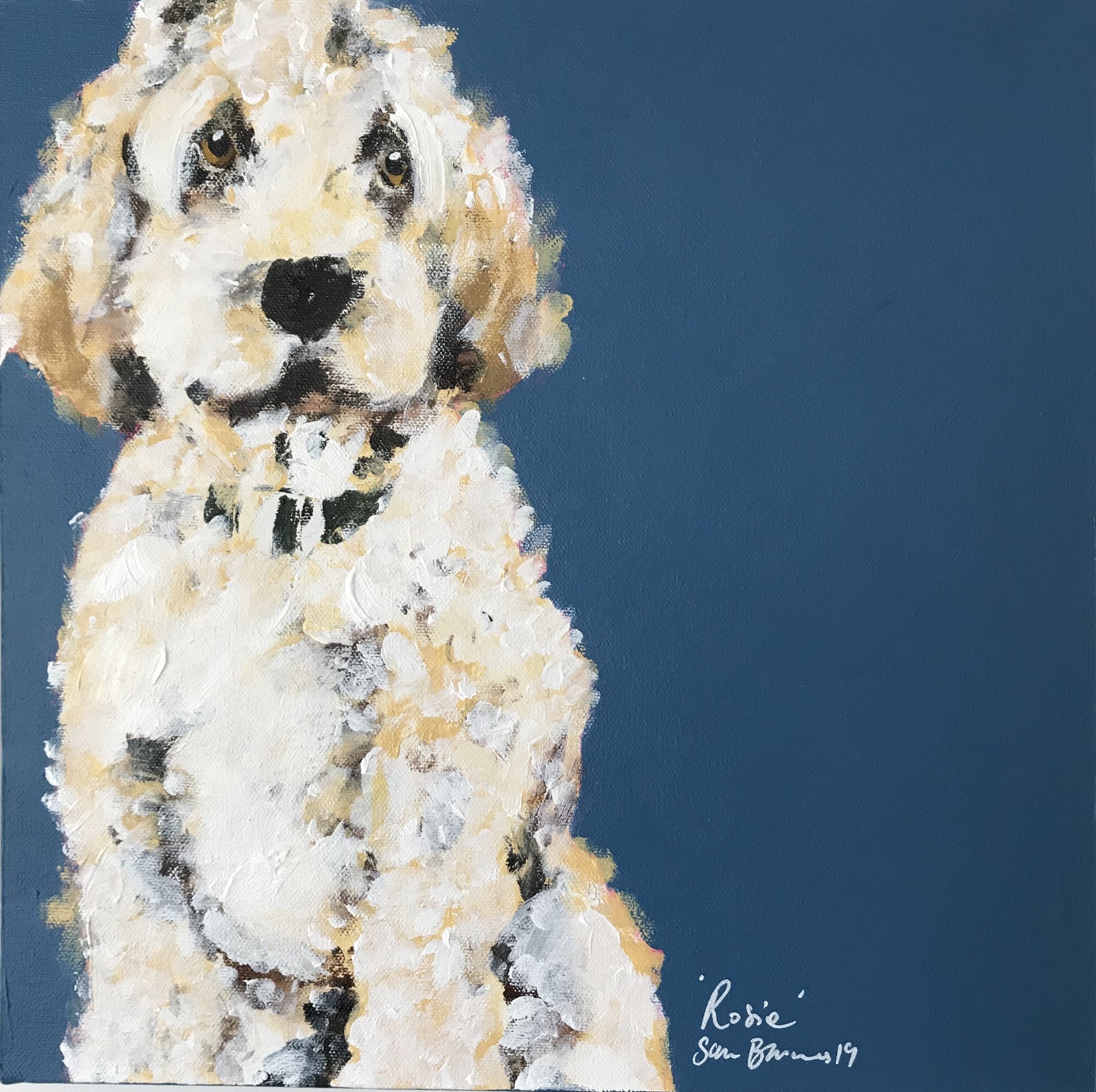 'Rosie' Labradoodle, May 2019