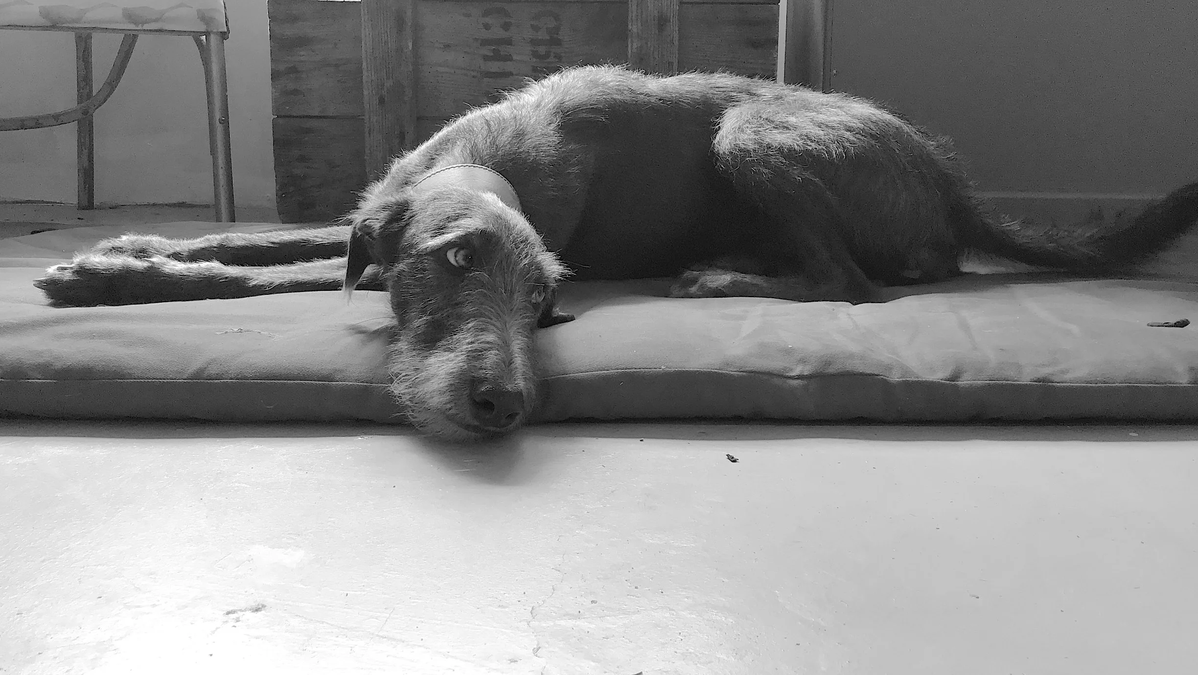 Buddy, In The Dog Garden (my studio)