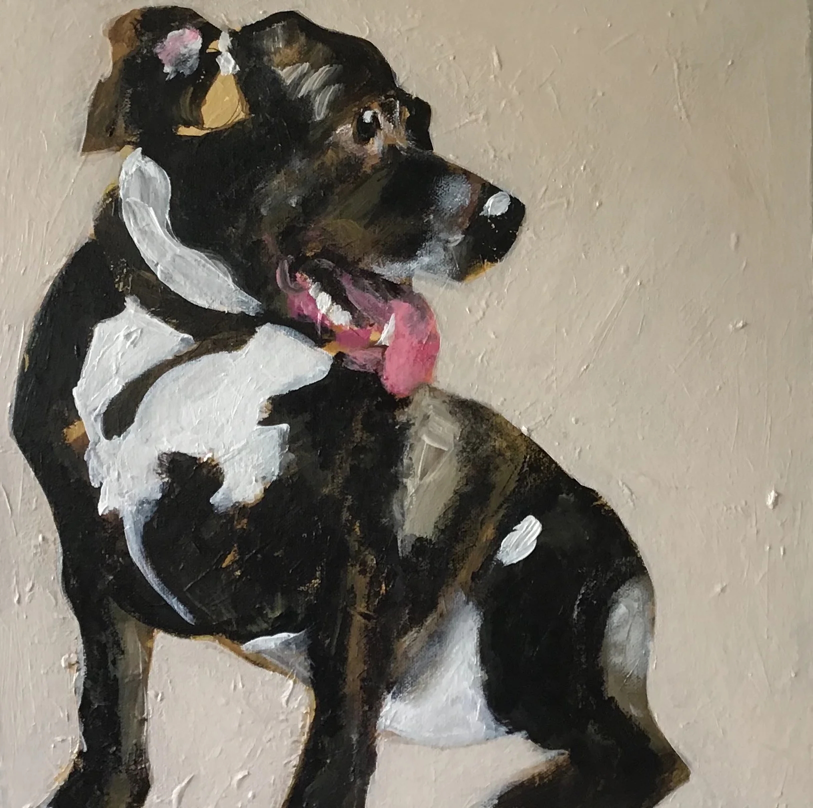 Kane, Staffordshire Bull Terrier