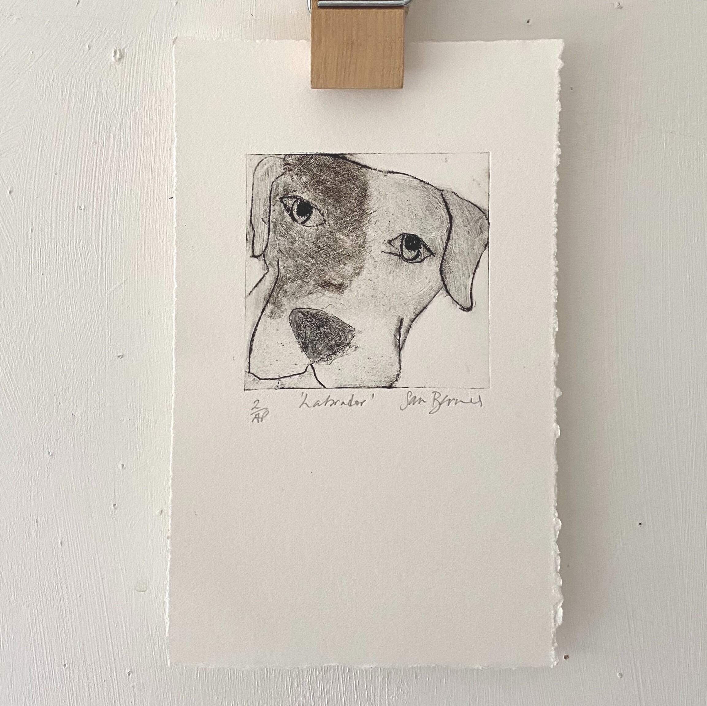 'Labrador'   
Drypoint Print Drawing