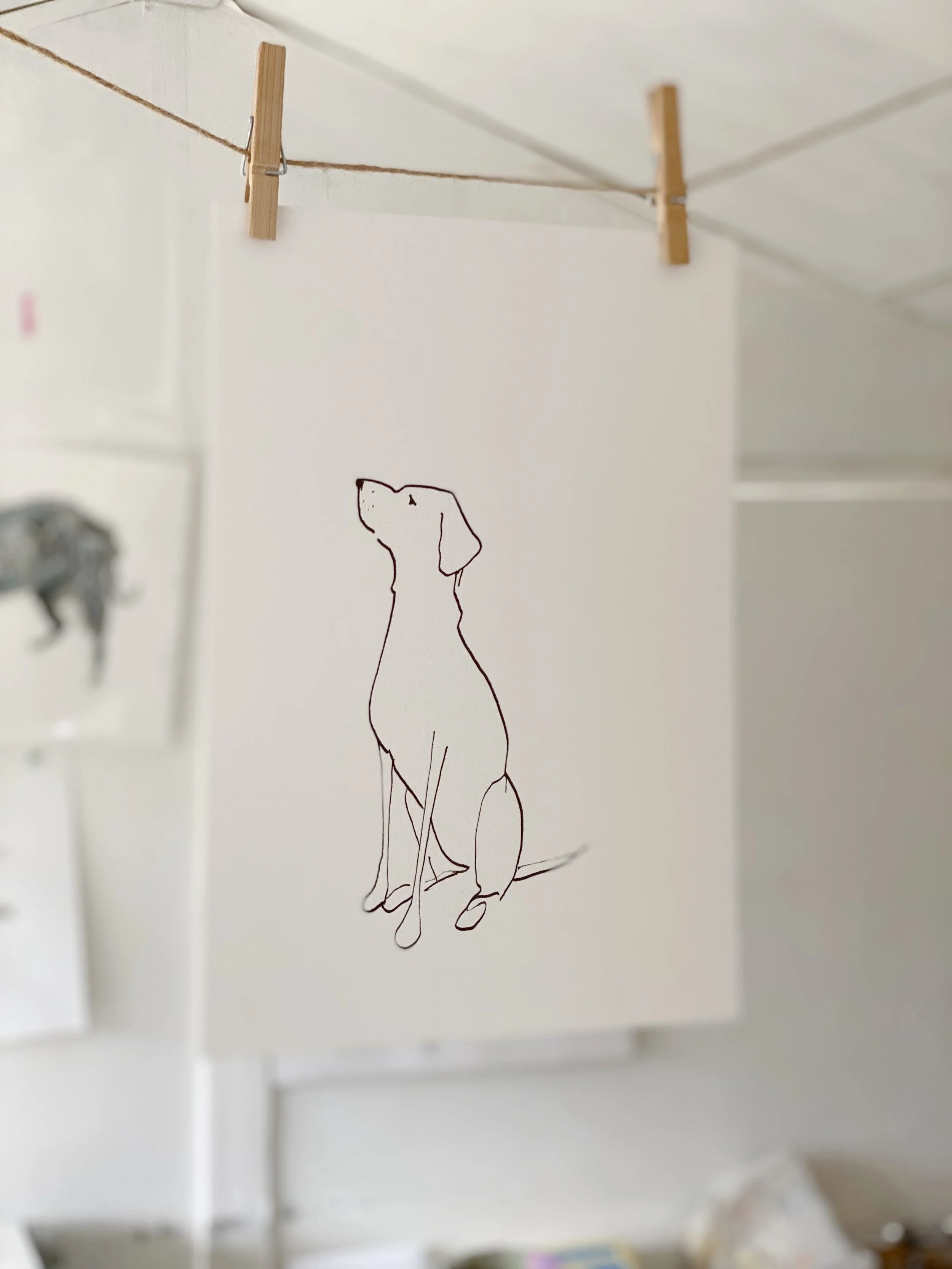 Labrador Line Drawing.  Indian Ink