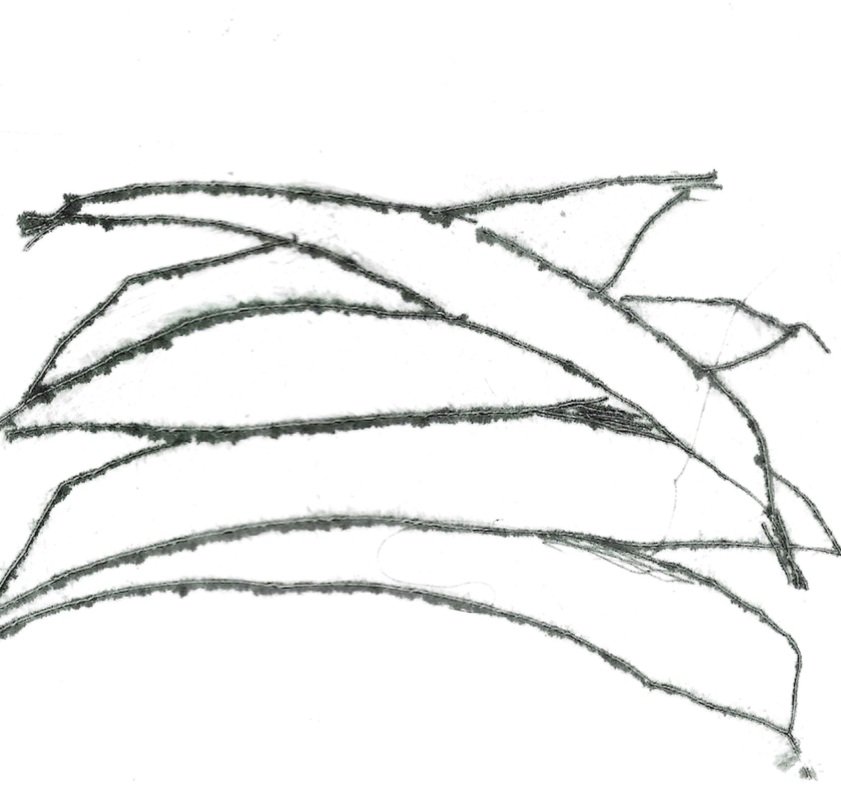 Runner+Beans+Drypoint+Scan+by+Samantha+BArnes+copy.jpg